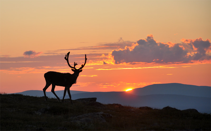 sarek-reindeer