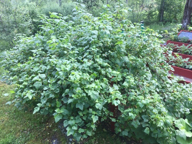 Bostadsbild från Söderby 76, Kommande i Öregrund, Östhammar