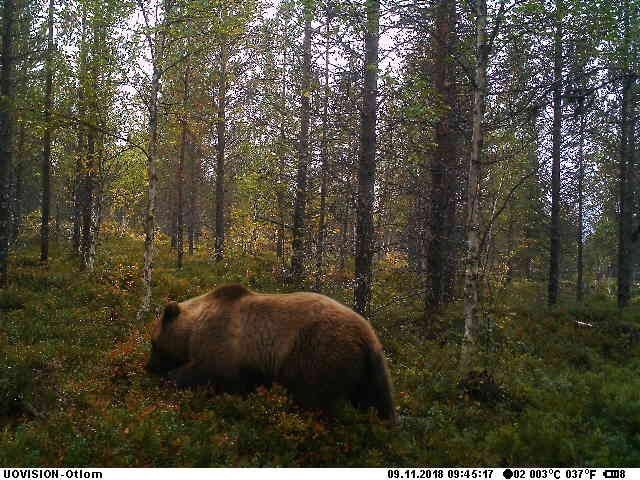 Björn, Fjällbyn vildmarksbyn