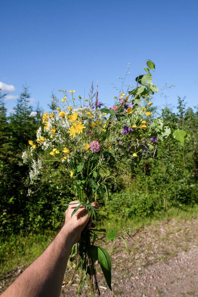 Ett knippe fjällblomster