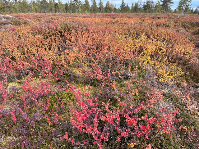 Vildmark