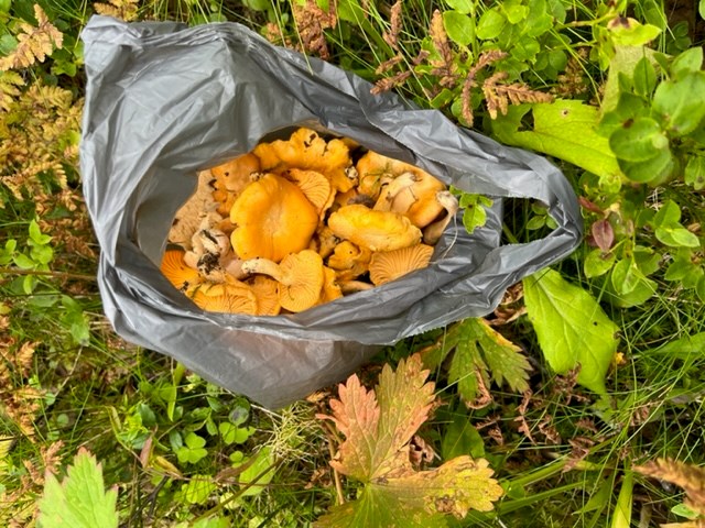 Kantareller.Att plocka svamp – en meningsfull förening av nytta och nöje