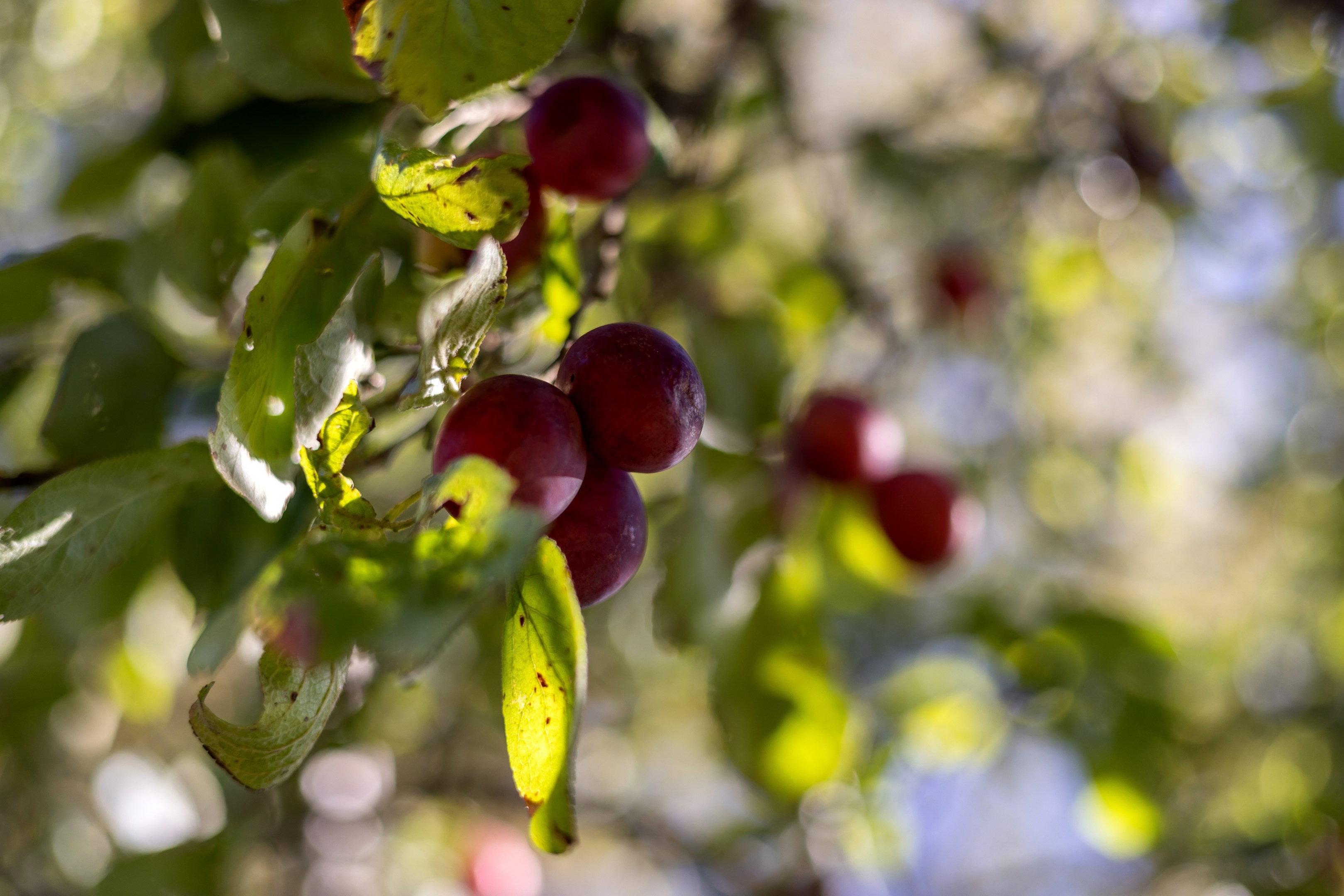 Bostadsbild från Altomta 52, Såld i Vattholma, Uppsala