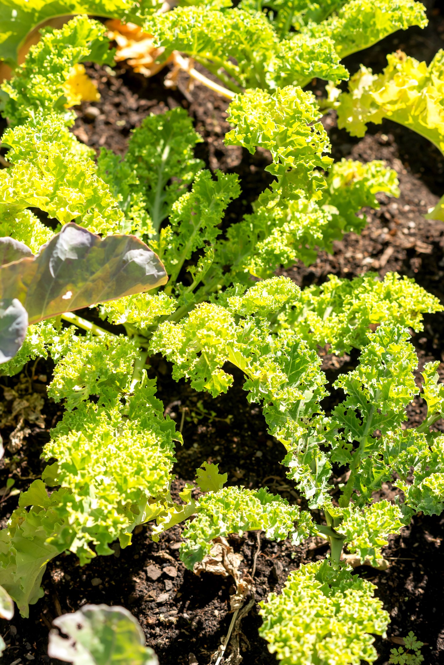 Bostadsbild från Tunakolonin 10 / Krokusvägen 10, Till salu i Tunabackar, Uppsala