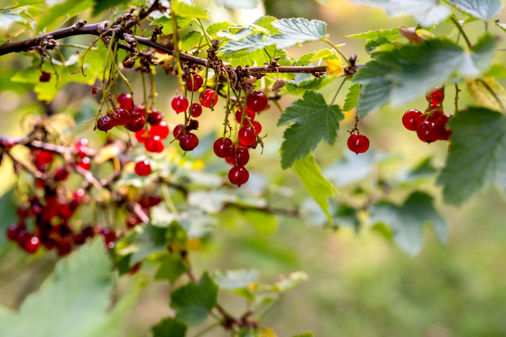 Bostadsbild från Brunnby 102, Kommande i Tierp, Tierp