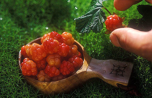 Levande Fjällby,  fiska, jaga, plocka bär och samla ved. Många hade små jordbruk och höll några kor,