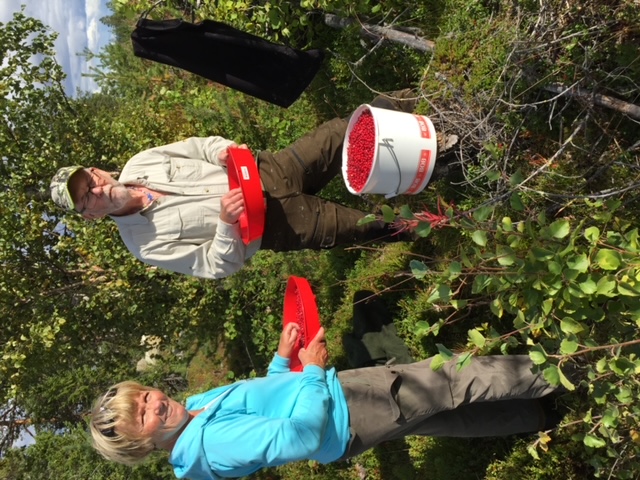 Plockning av lingon i Fjällbyn – en levande tradition med gemenskap och lyckad skörd.
