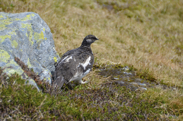 Sveriges sydligaste vildmark