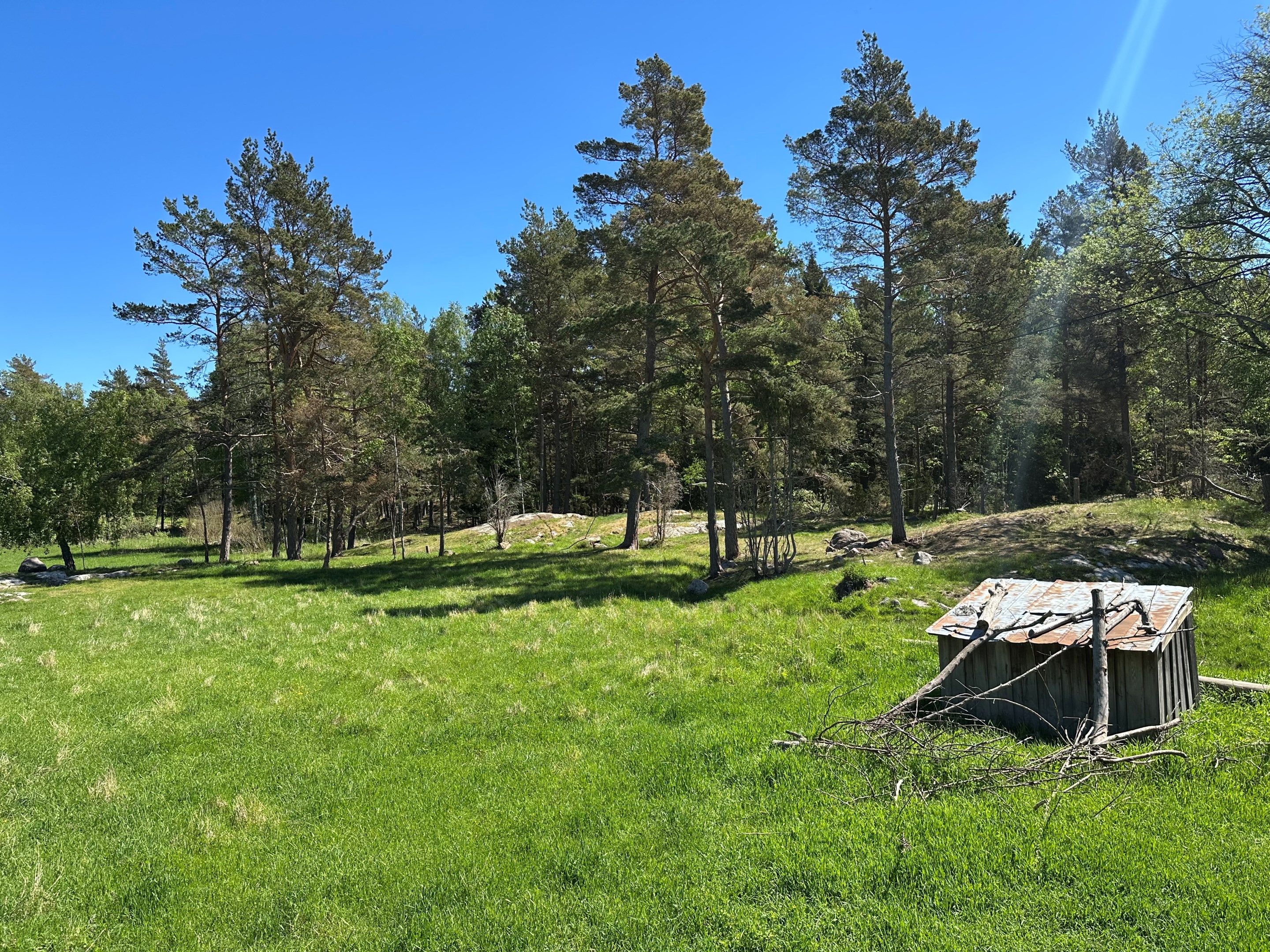 Fastigheten omgärdas av uppvuxen grönska