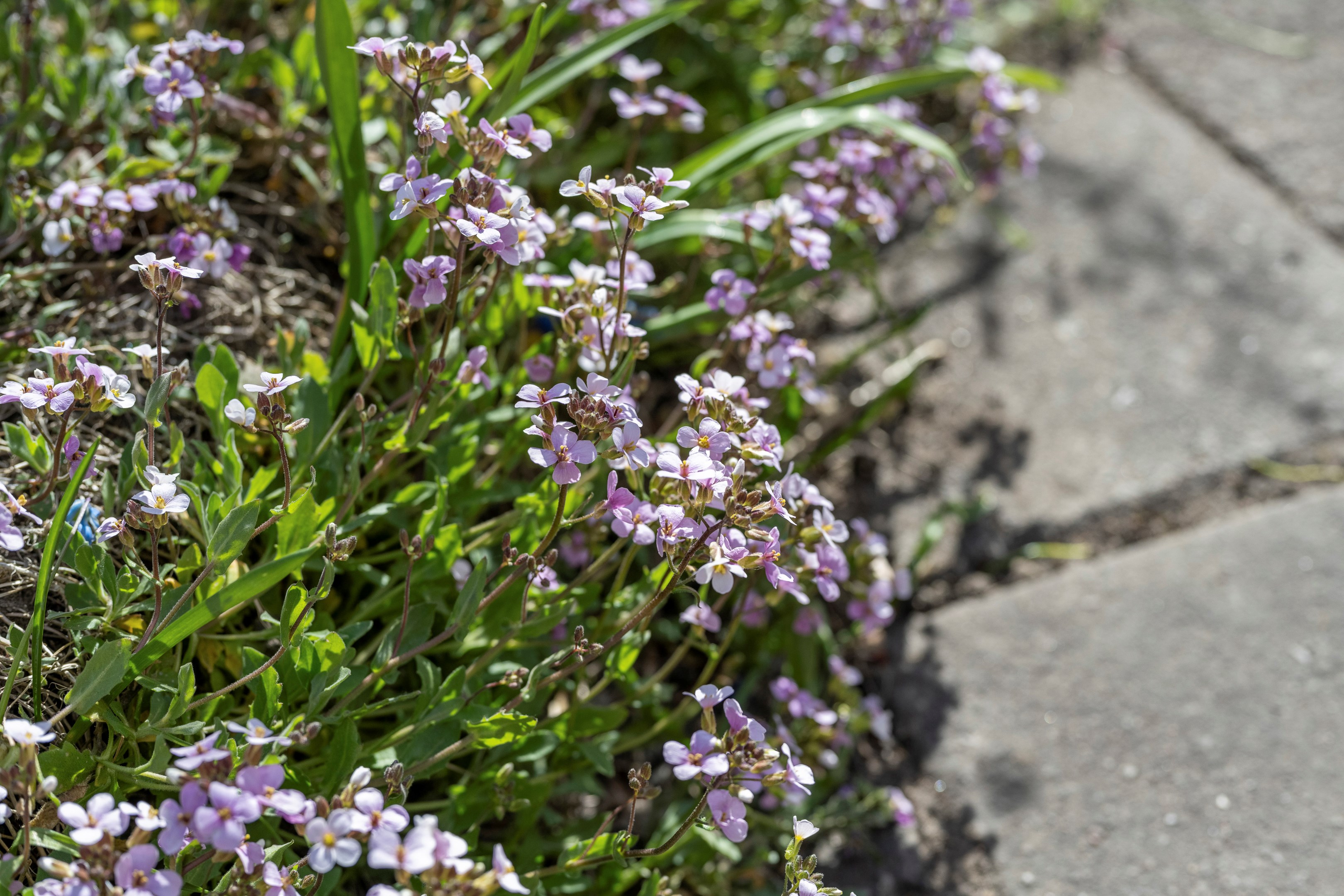 Bostadsbild från Floravägen 14, Till salu i Fålhagen, Uppsala