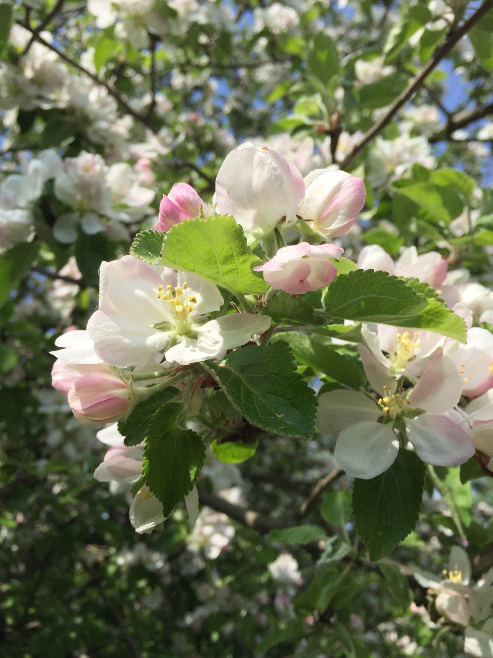 Bostadsbild från Ektorpsvägen 38, Såld i Skuru, Nacka