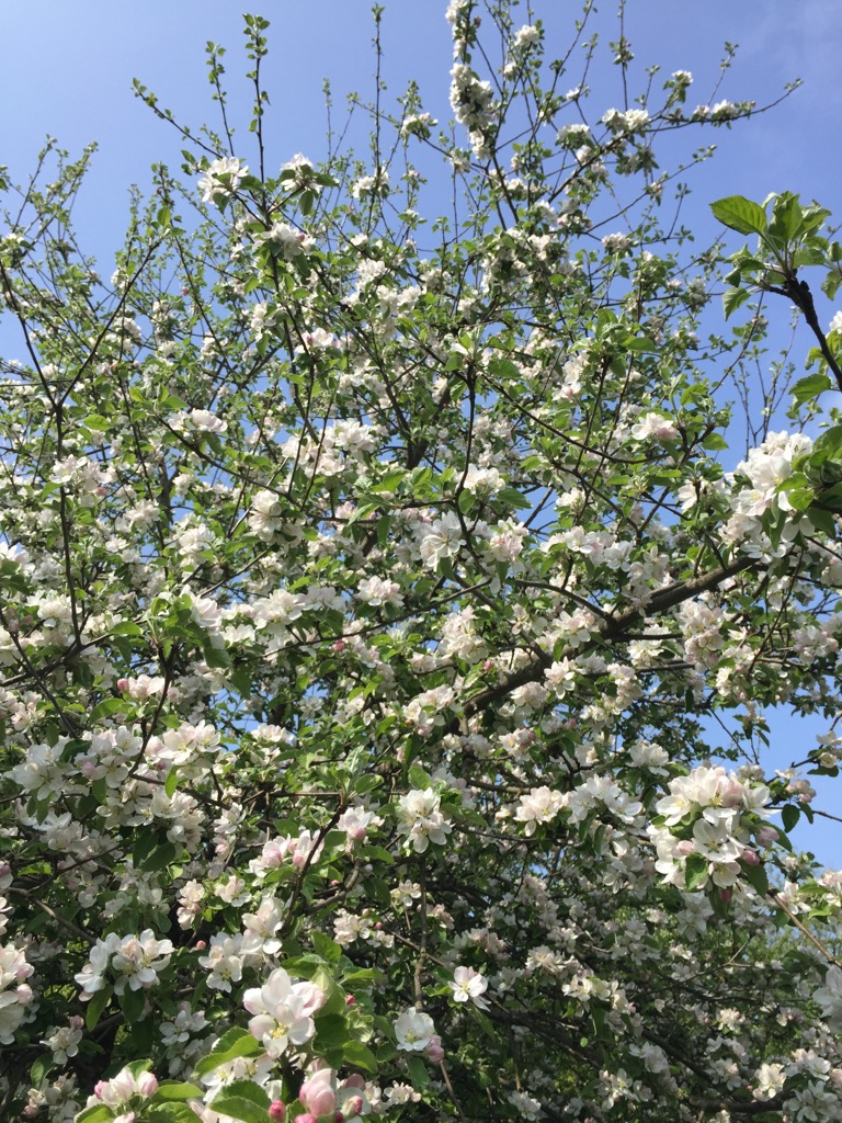 Bostadsbild från Ektorpsvägen 38, Såld i Skuru, Nacka