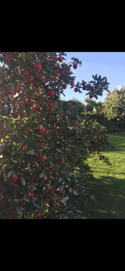 Bostadsbild från Bergagatan 51, Såld i Kungsgärdet, Uppsala