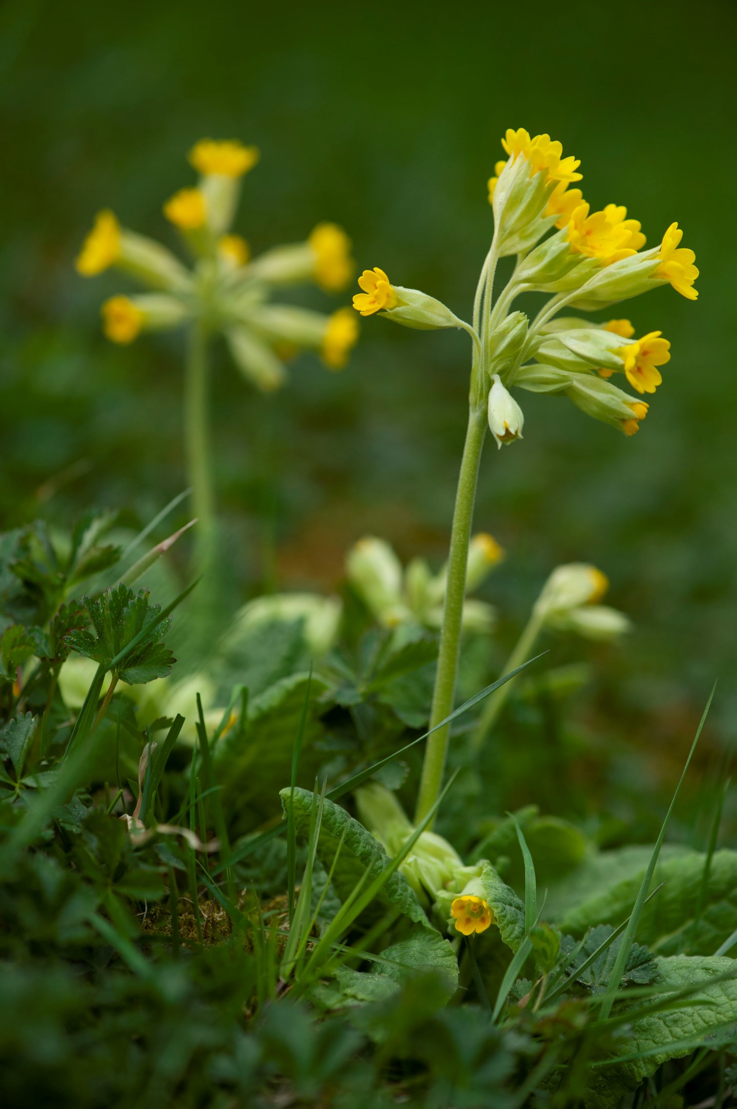Bostadsbild från Skogsbergsvägen 2, Såld i Eriksberg, Uppsala