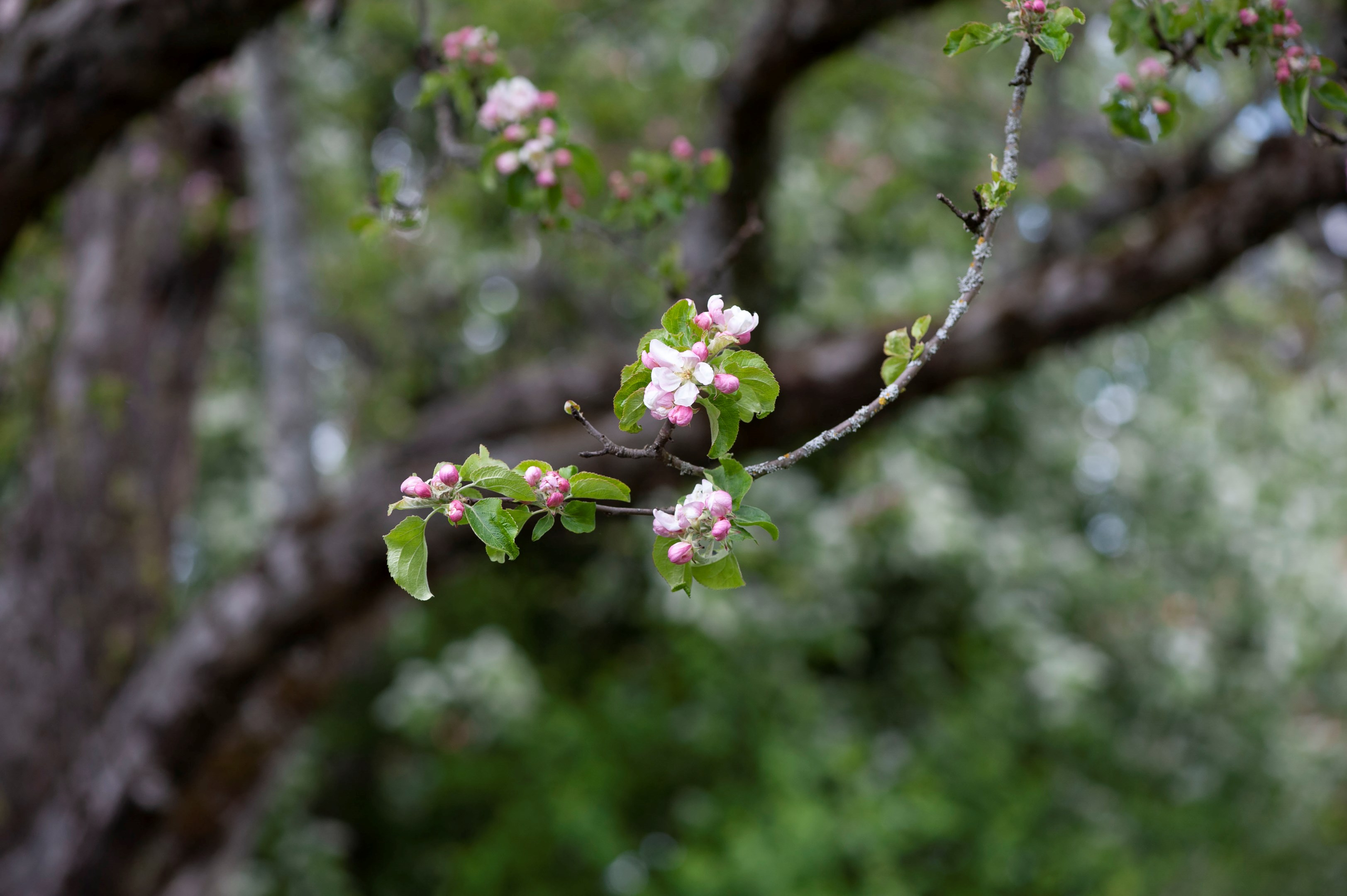 Bostadsbild från Skogsbergsvägen 2, Såld i Eriksberg, Uppsala