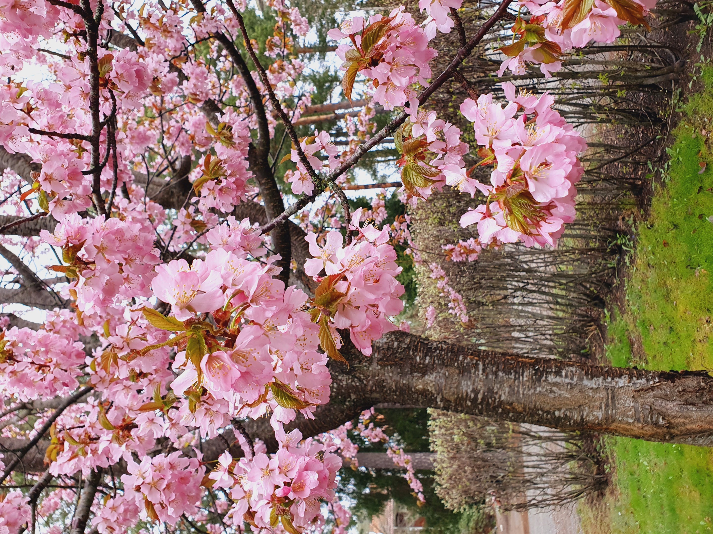 Säljarens bild av blommande bergskörsbär invid entrén
