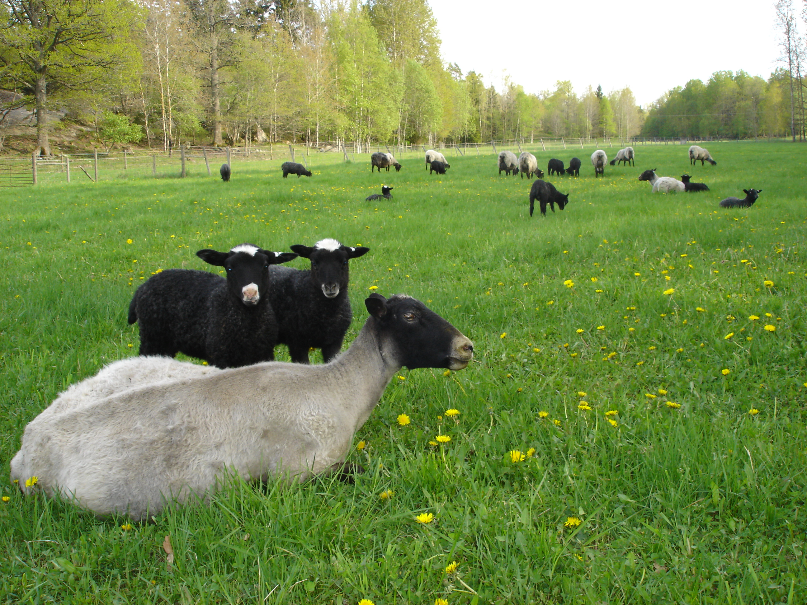 Bostadsbild från Grän Stallängen 43, Såld i Grän Stallängen, Uppsala