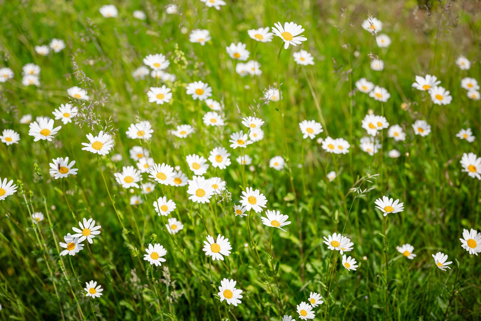 Bostadsbild från Svanevitsvägen 12, Såld i Skuru, Nacka