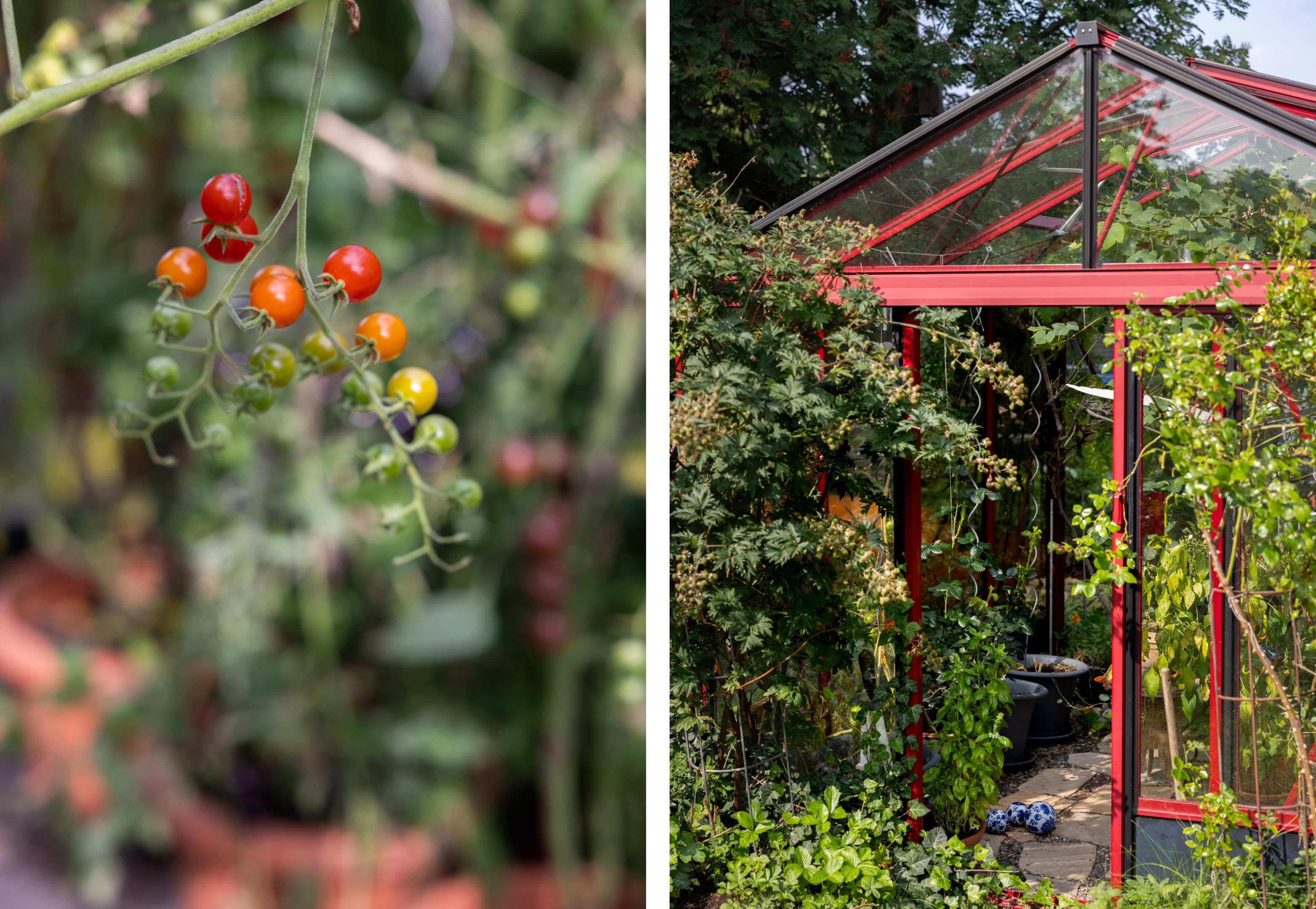 Växthuset bjuder in till odling