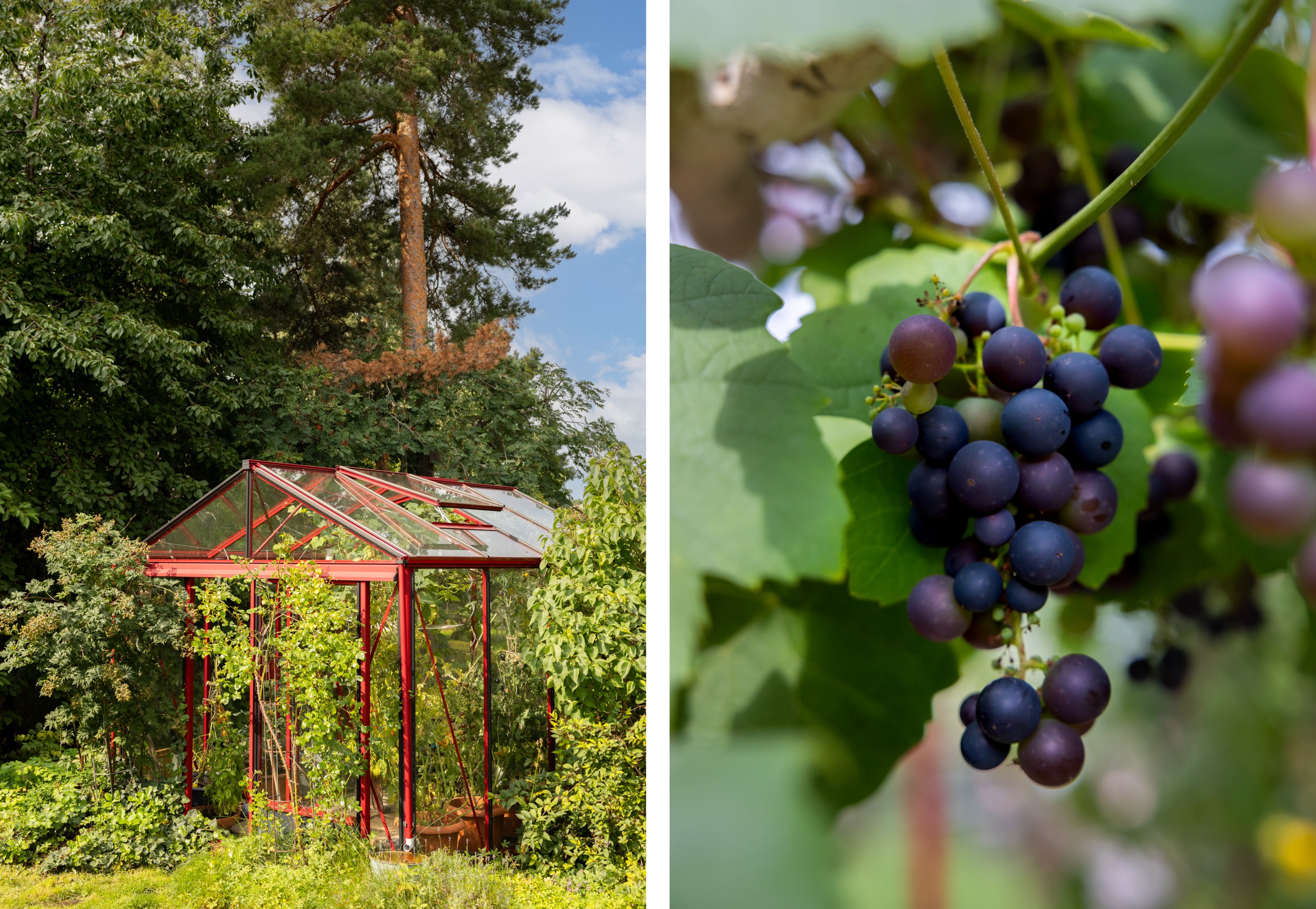 Växthuset bjuder in till odling