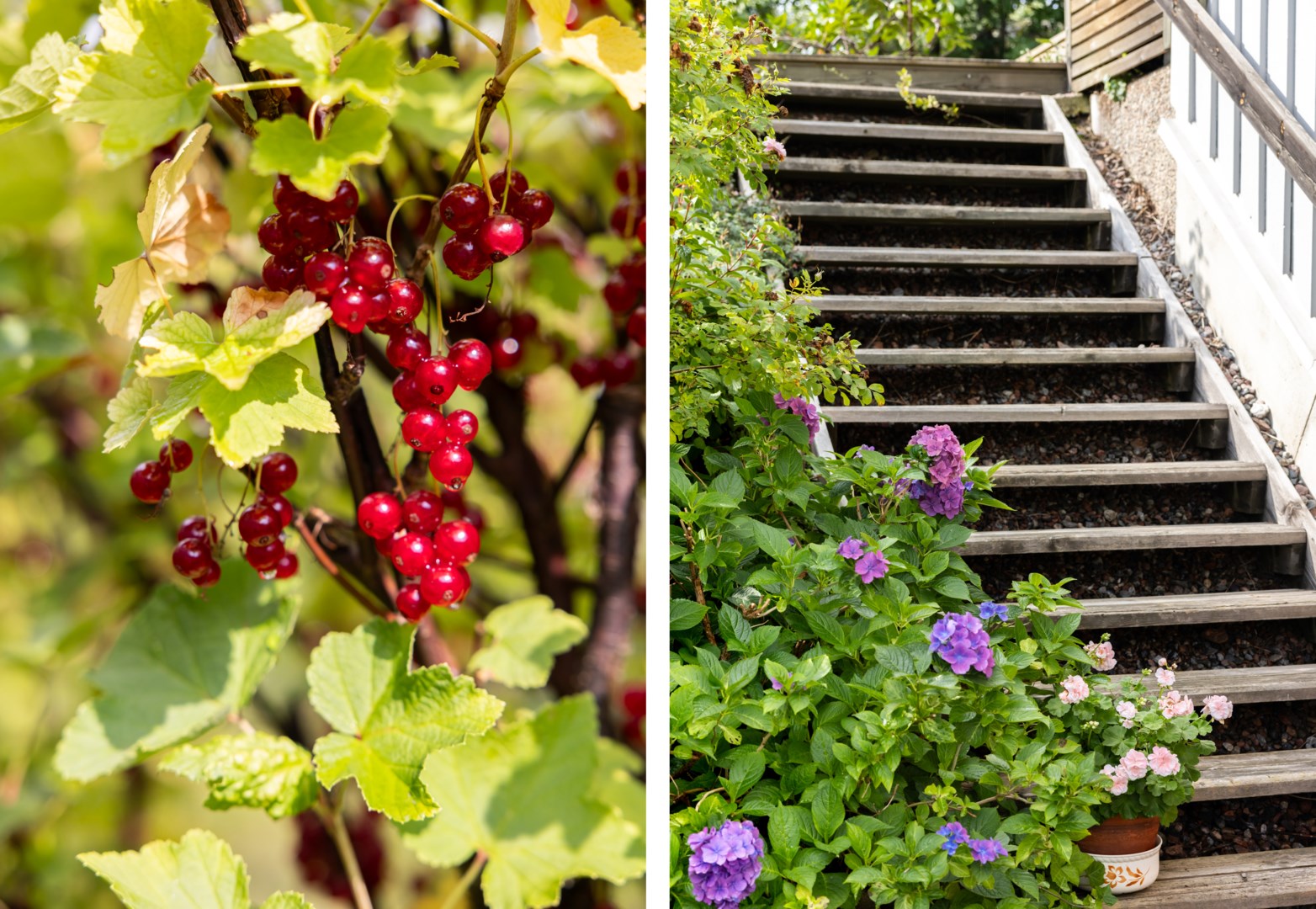 I trädgården växer bland annat vinbär