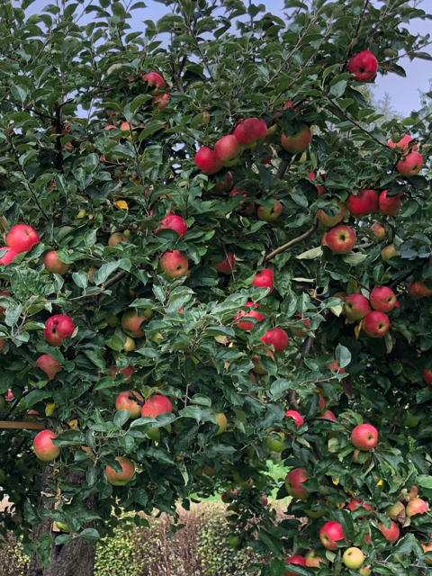 Bostadsbild från Talgoxvägen 17, Såld i Sunnersta, Uppsala
