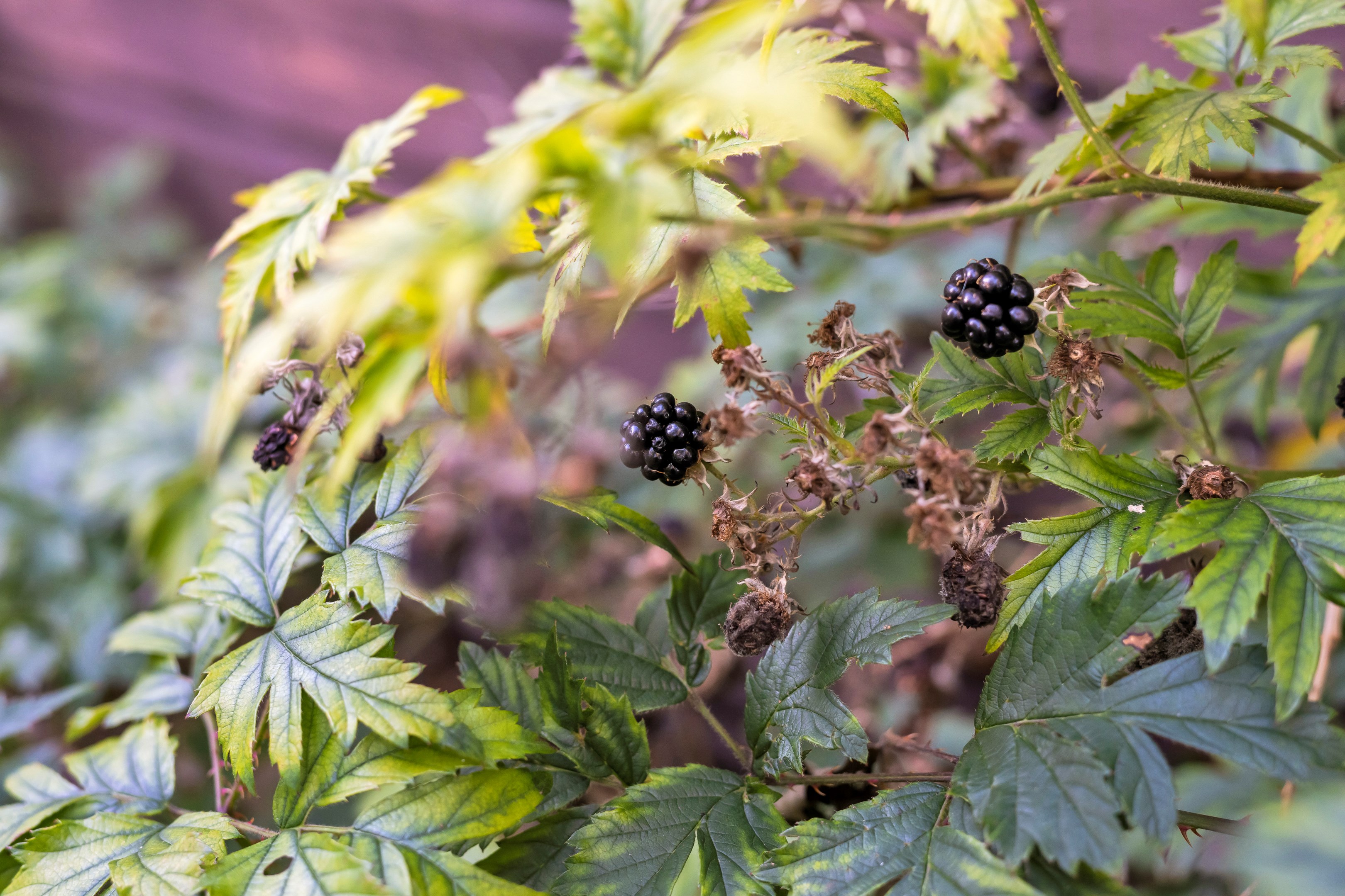 Bostadsbild från Skogsvägen 45, Såld i Bergsbrunna, Uppsala