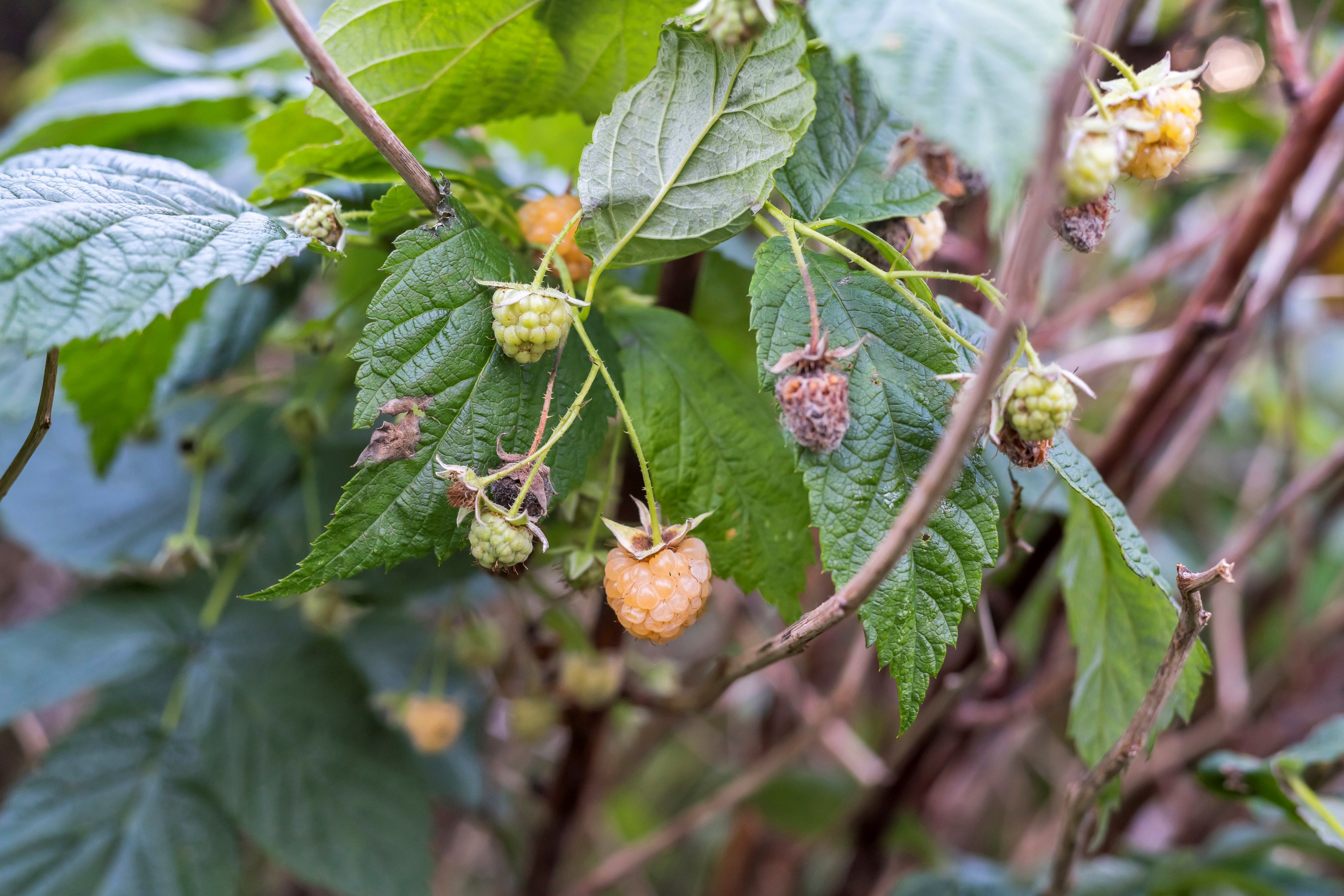Bostadsbild från Skogsvägen 45, Såld i Bergsbrunna, Uppsala