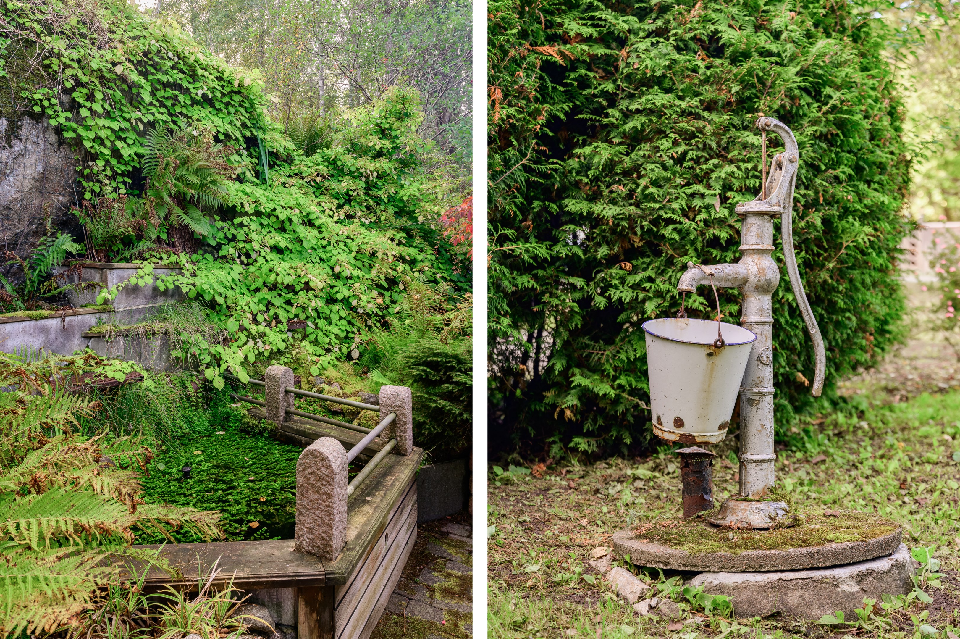 Uppvuxen grönskande trädgård.