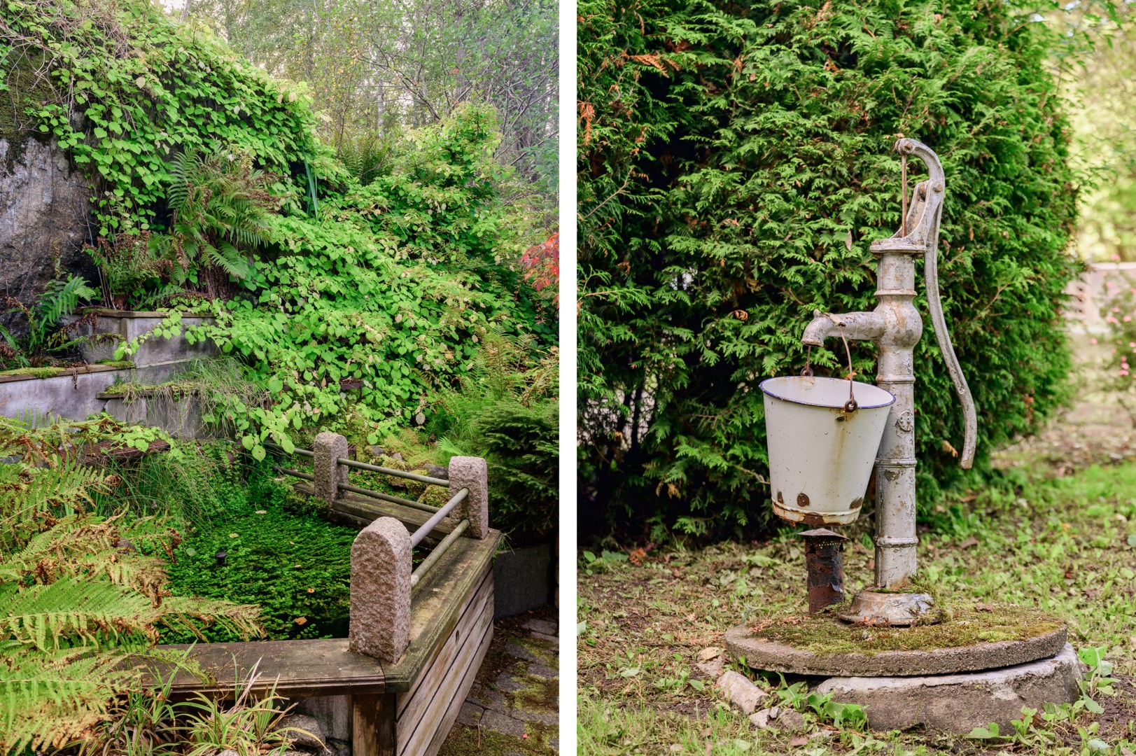 Uppvuxen grönskande trädgård.