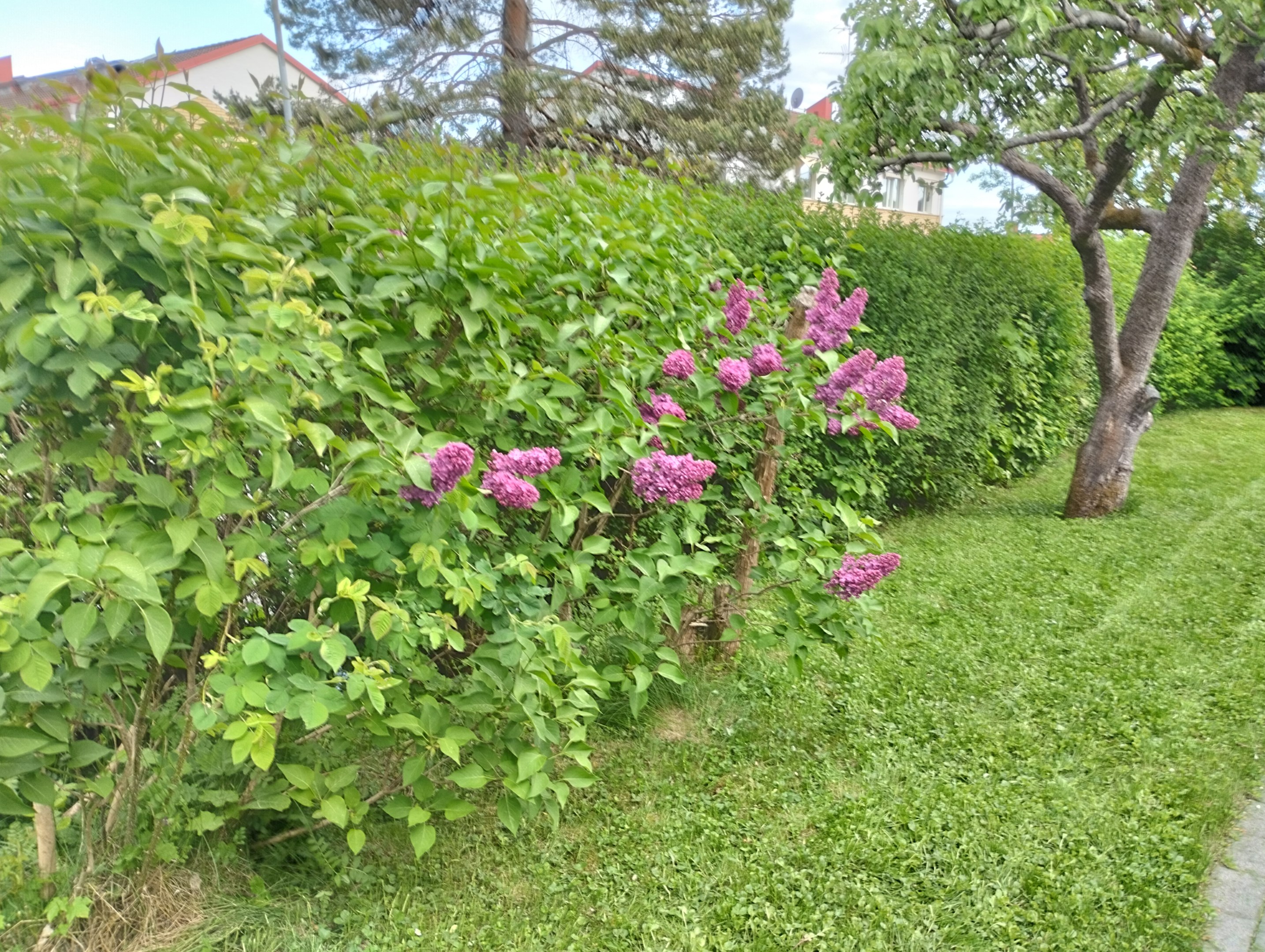 Säljarens egna bild!