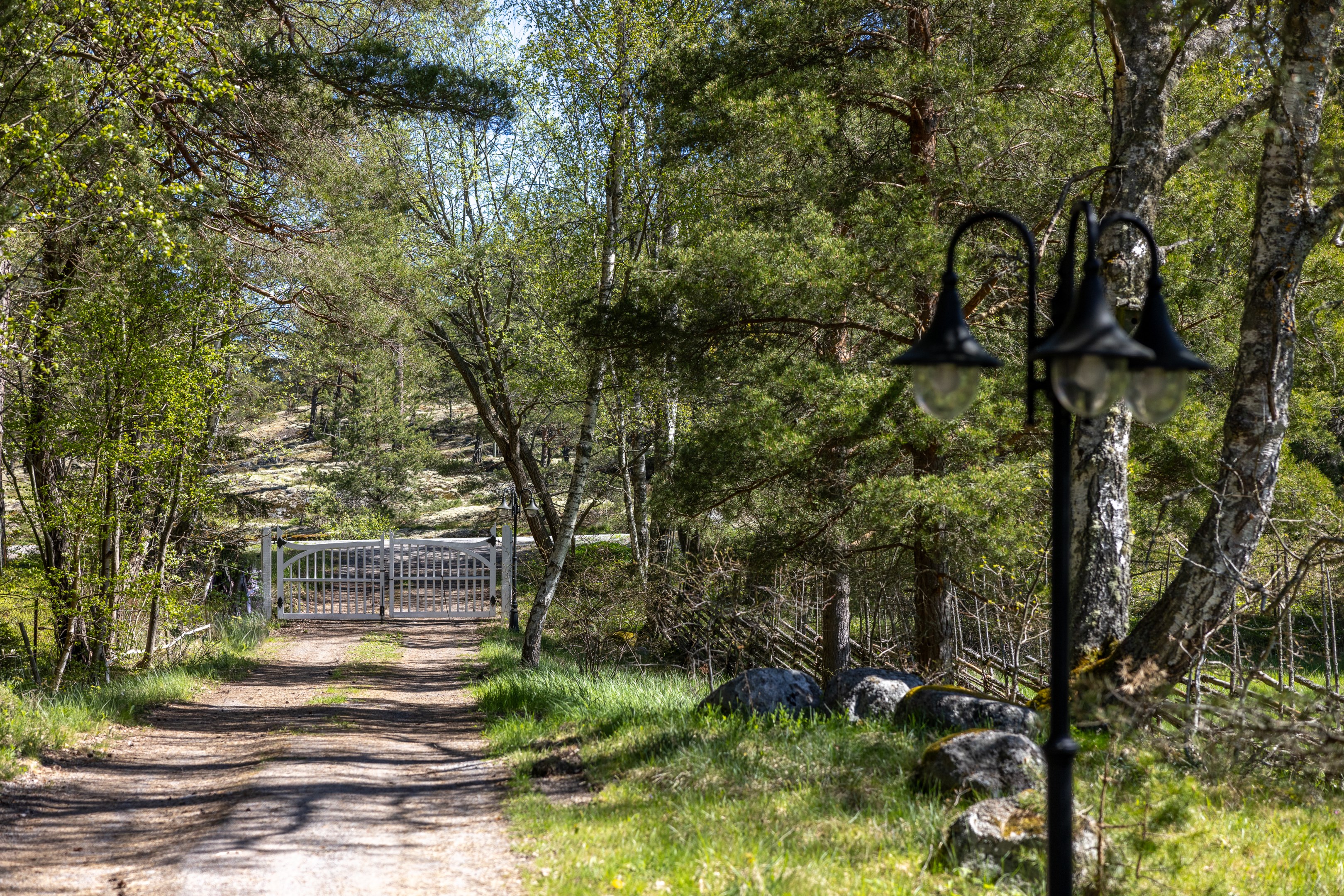 Infart kantad av allé med uppvuxna träd