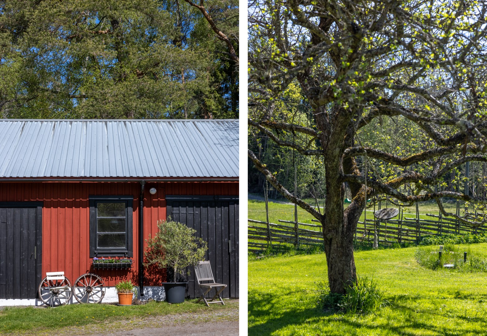 Unik miljö med uppvuxna ekar och blommande grönska