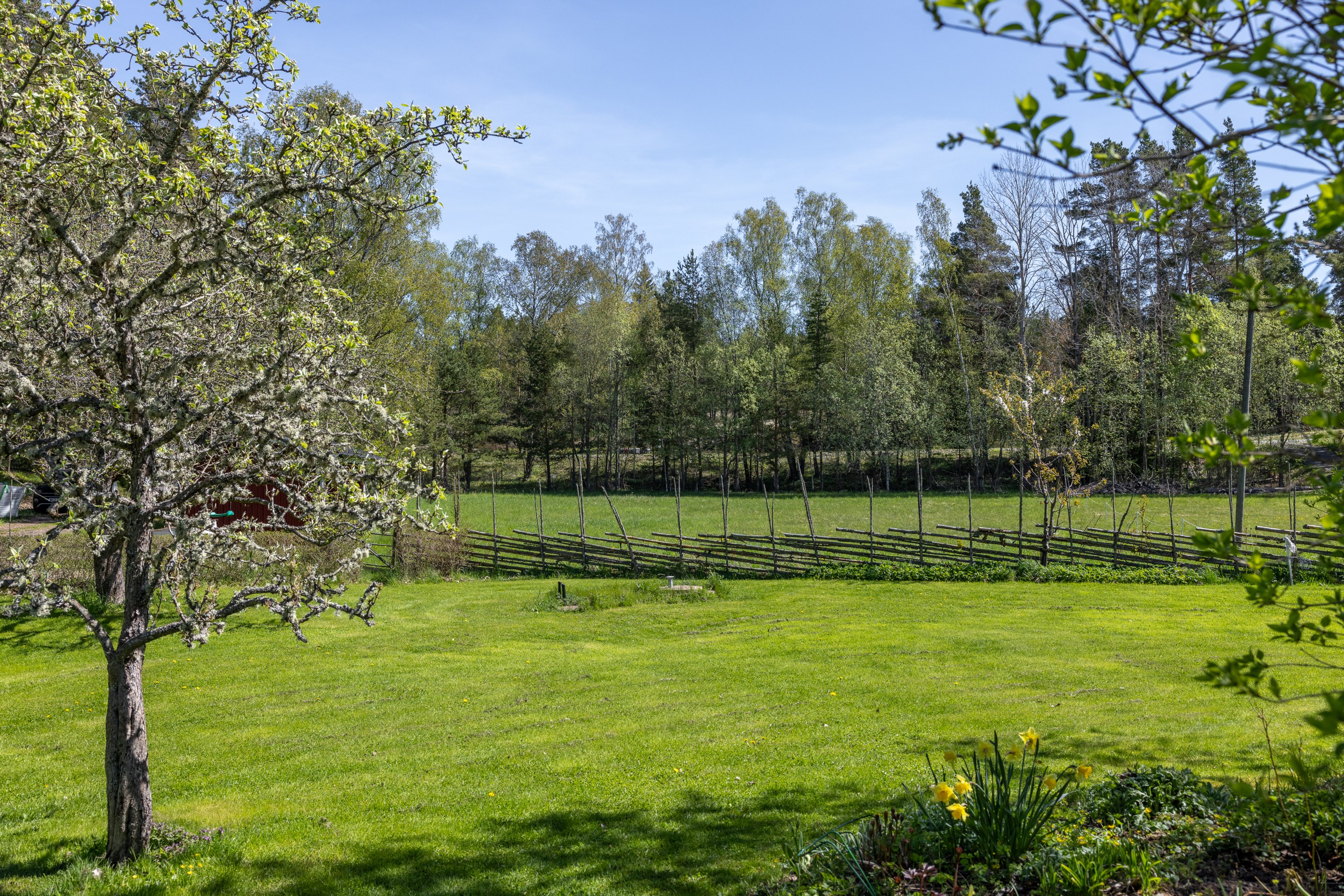 I trädgården blommar kungsängsliljor, syrén, snöbollsbuskar och forsythia