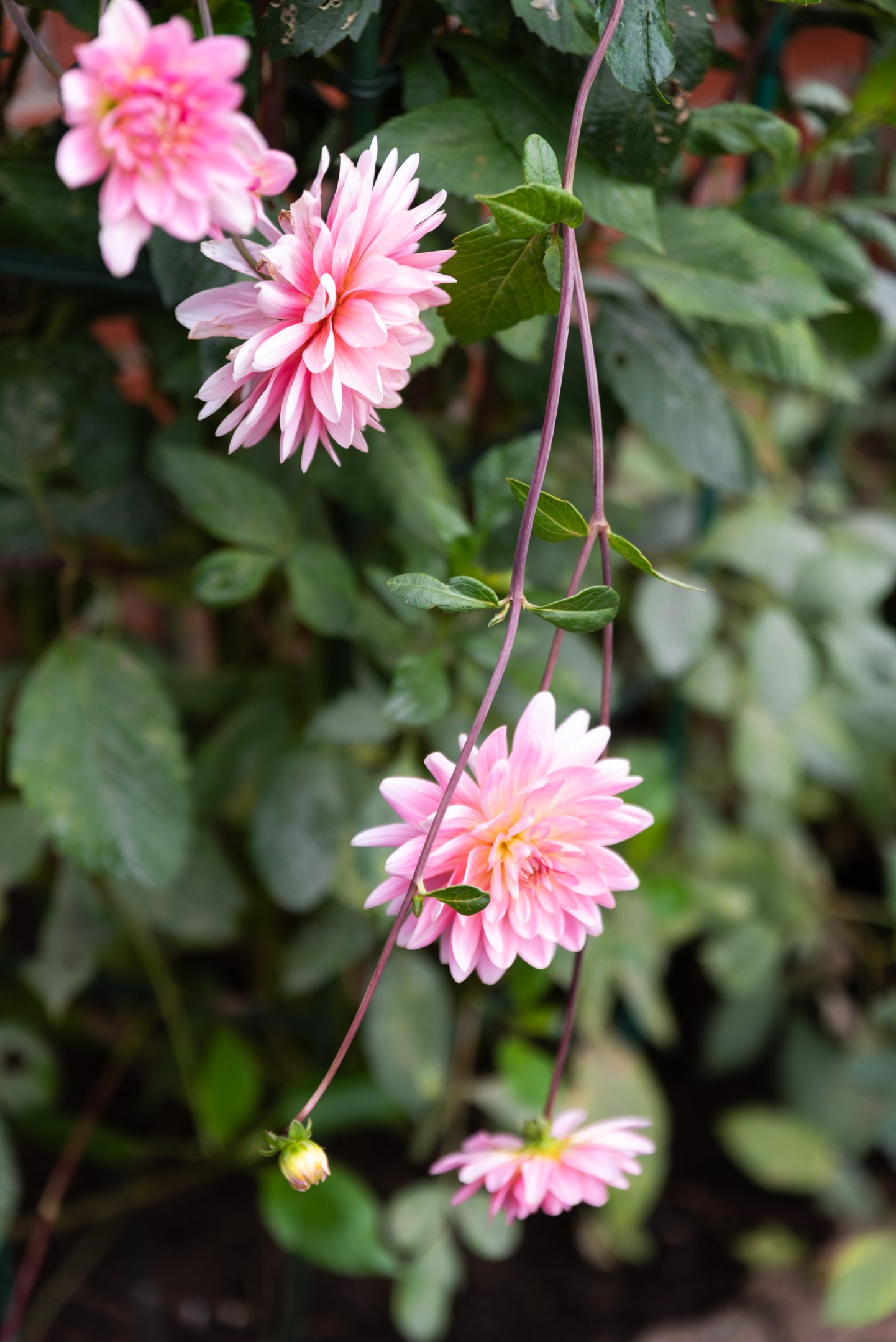 Bostadsbild från Infanterigatan 45, Såld i Viksäng, Västerås