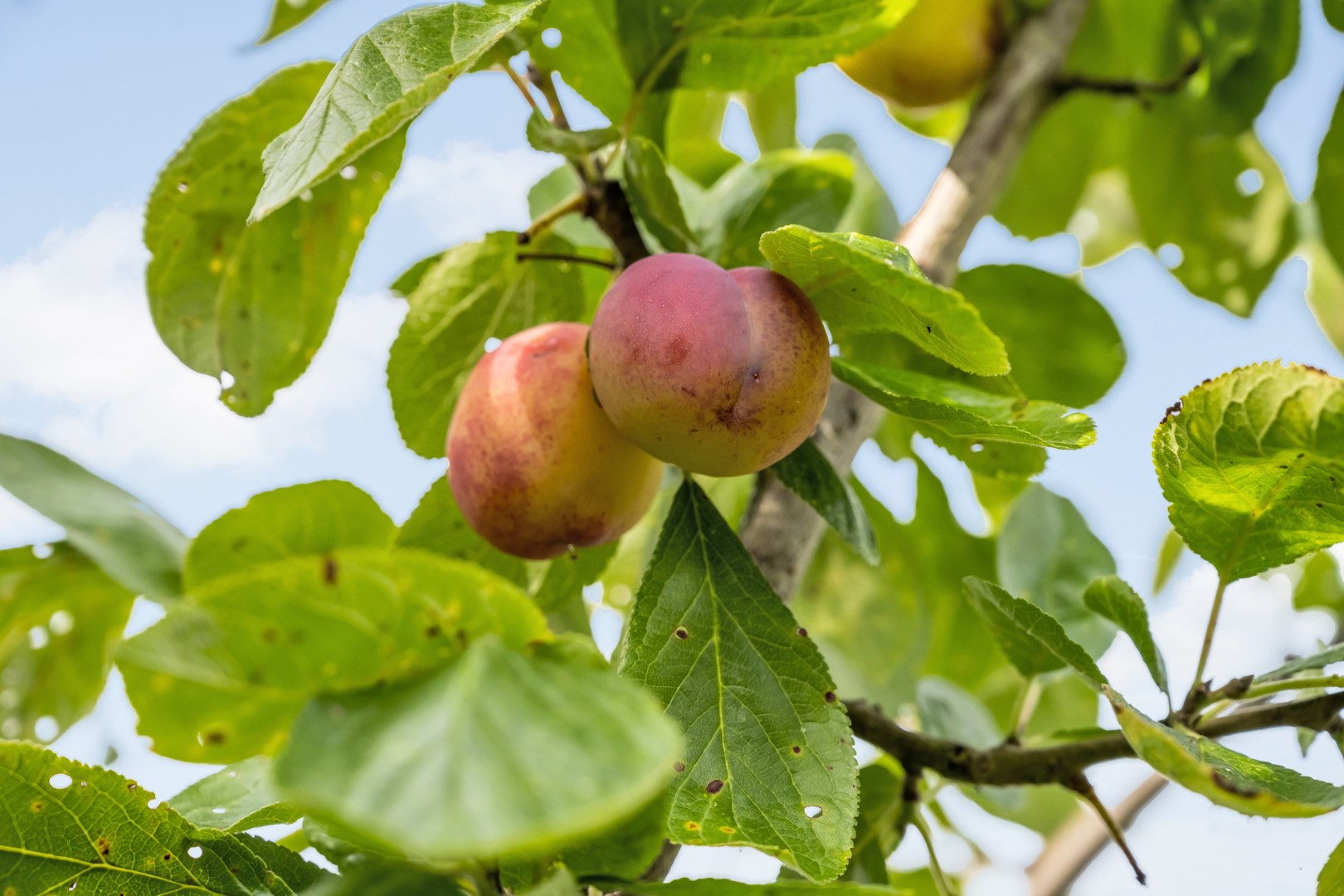 Bostadsbild från Läbygatan 8, Såld i Kungsgärdet, Uppsala