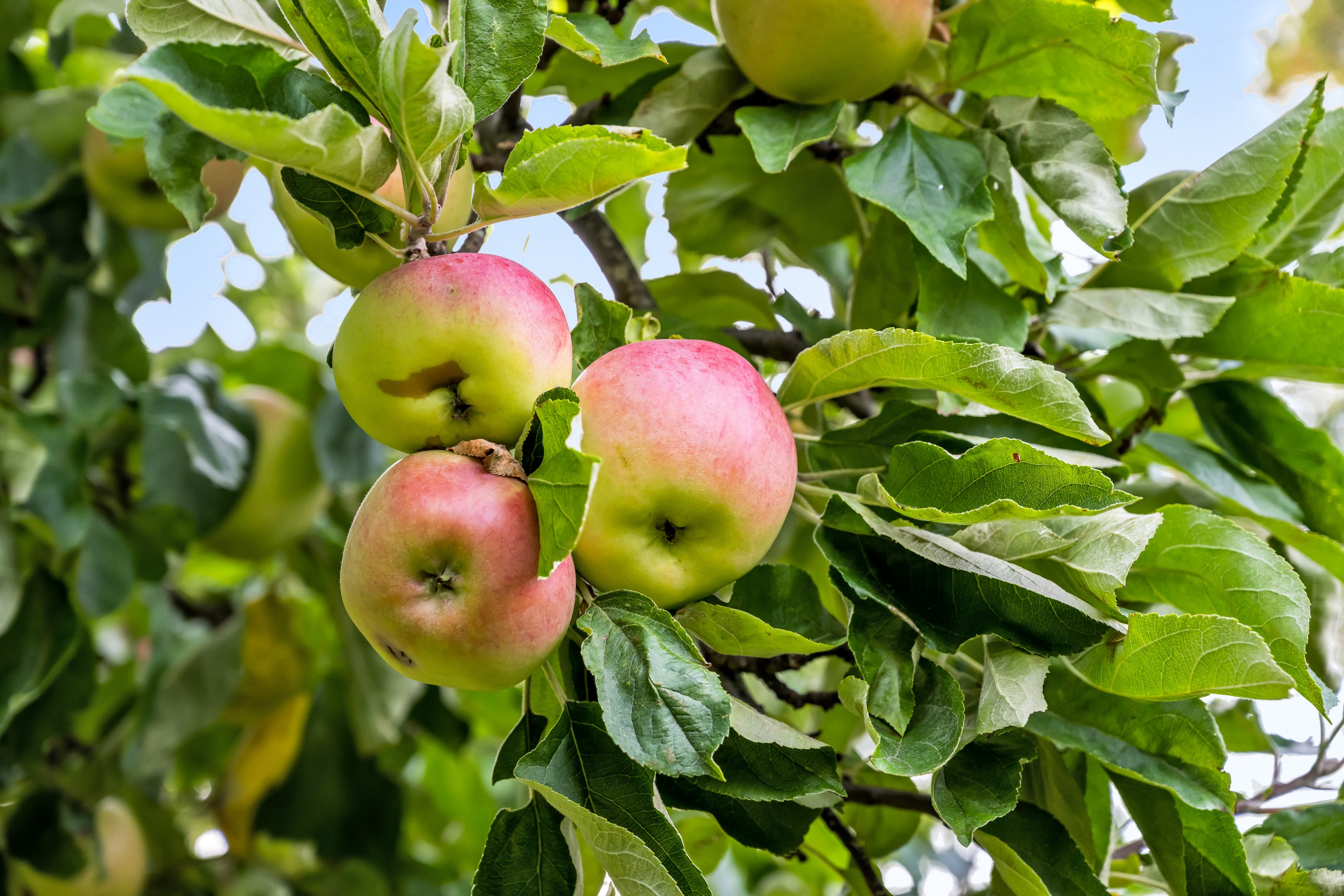 Bostadsbild från Läbygatan 8, Såld i Kungsgärdet, Uppsala