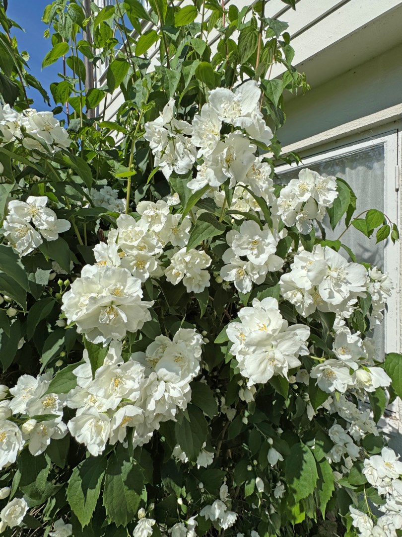 Bostadsbild från Tennisvägen 10, Kommande i Bromma - Nockebyhov, Stockholm