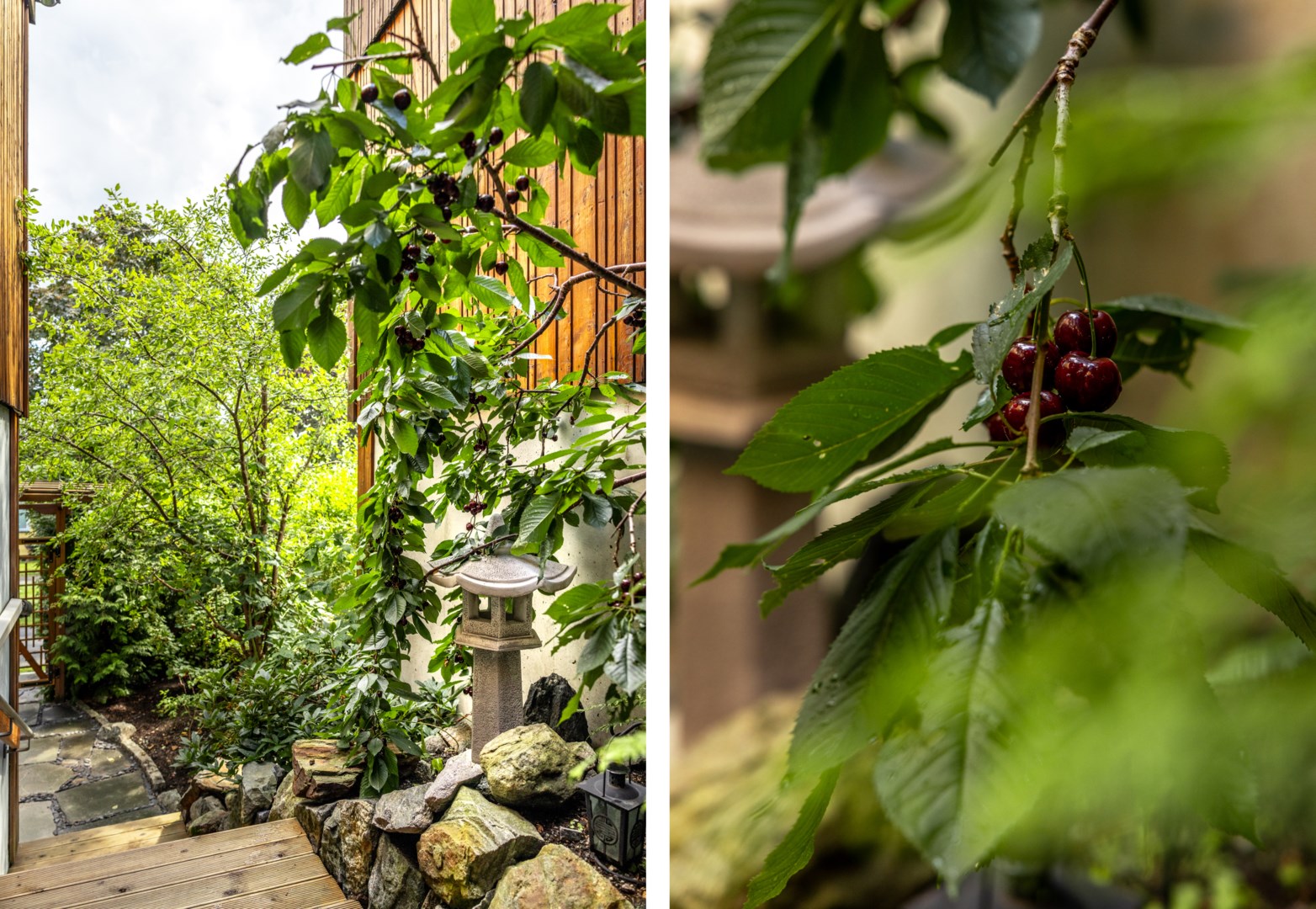 Trädgård med druvor, björnbär, plommon, vinbär, krusbär och amerikanska blåbär.