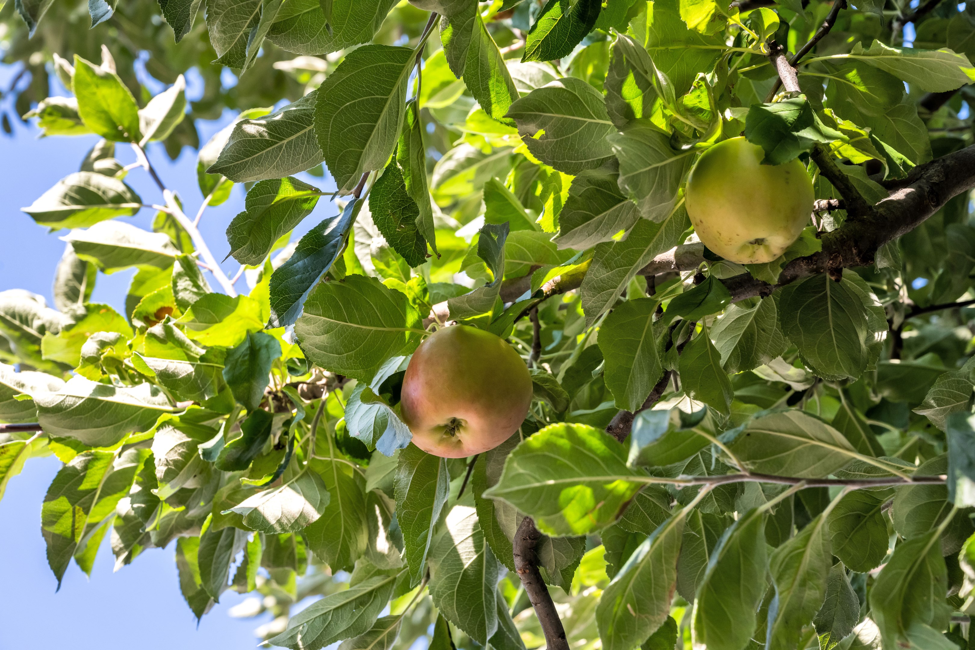 Bostadsbild från Börjegatan 41A, Såld i , Uppsala