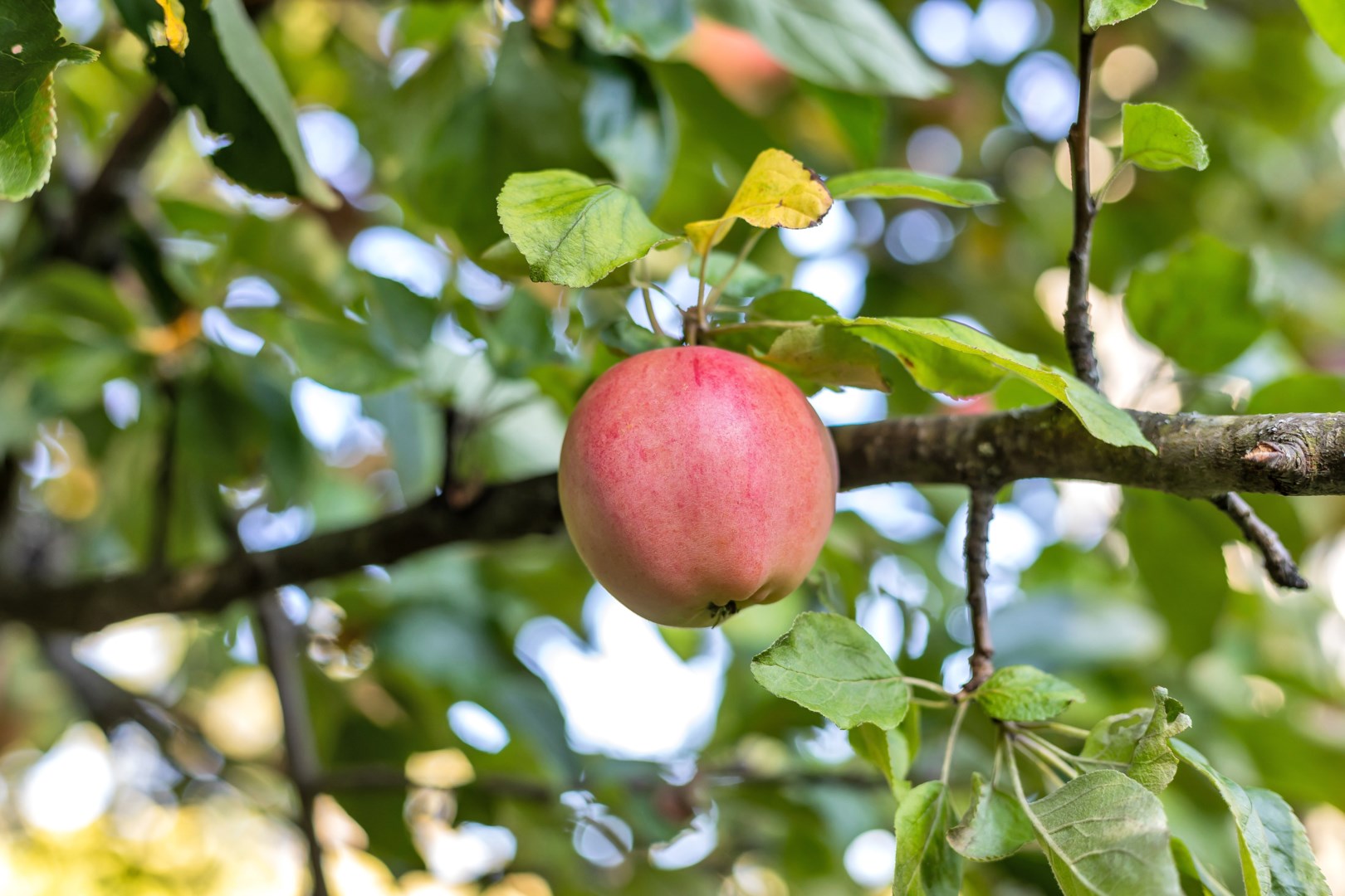 Bostadsbild från Strandvägen 32, Såld i Morgongåva, Heby