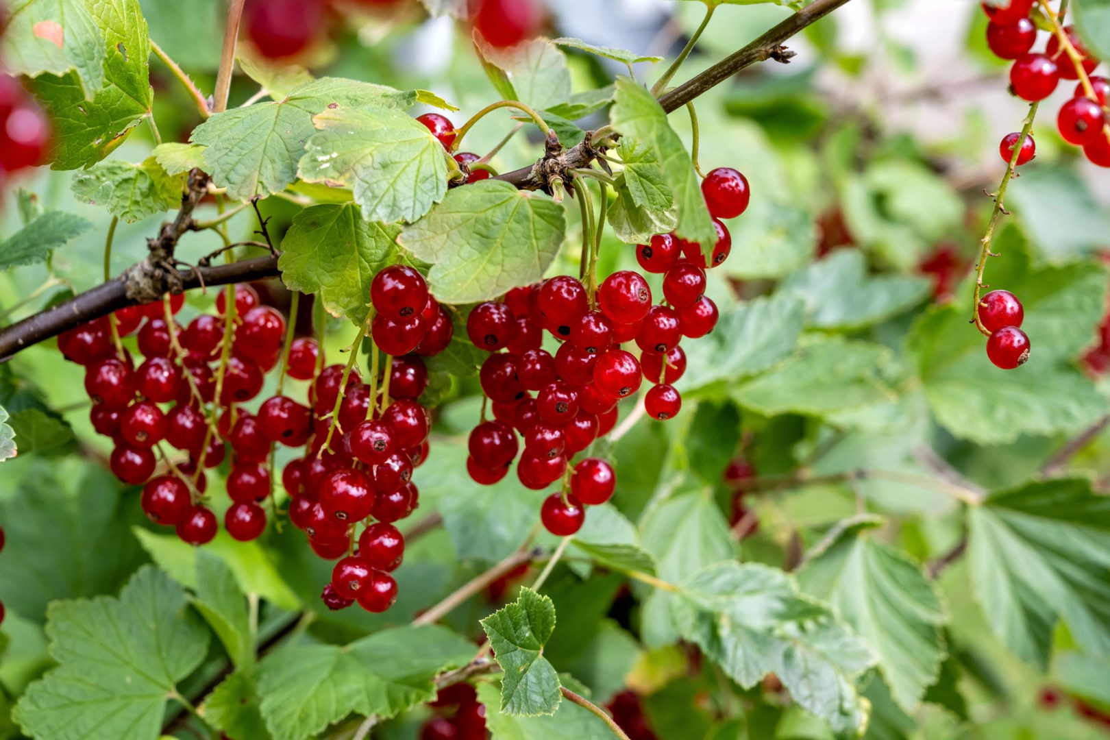 Bostadsbild från Åsgatan 36, Såld i Alsike, Knivsta