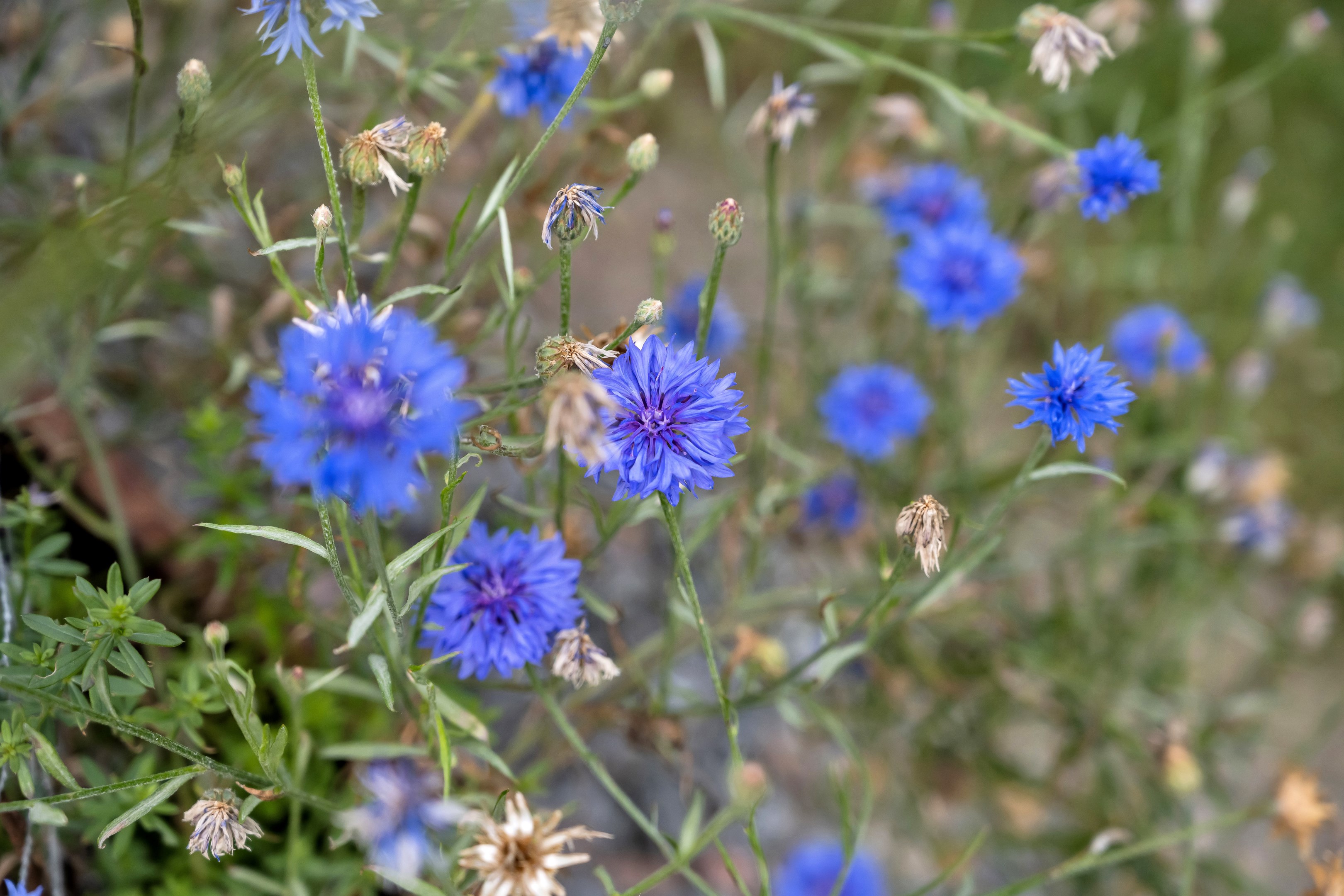 Bostadsbild från Åsgatan 36, Såld i Alsike, Knivsta