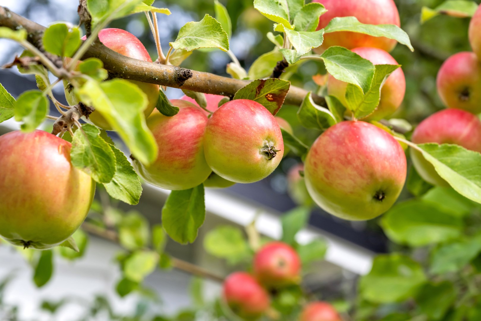 Bostadsbild från Åsgatan 36, Såld i Alsike, Knivsta