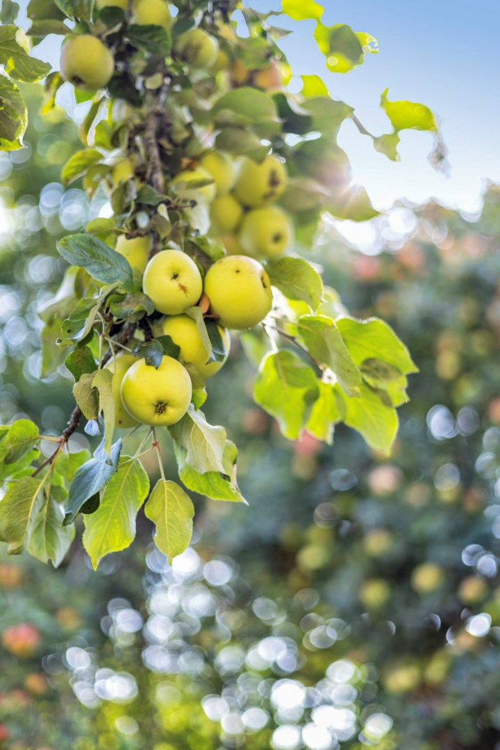 Bostadsbild från Hällbygatan 6, Såld i Luthagen, Uppsala