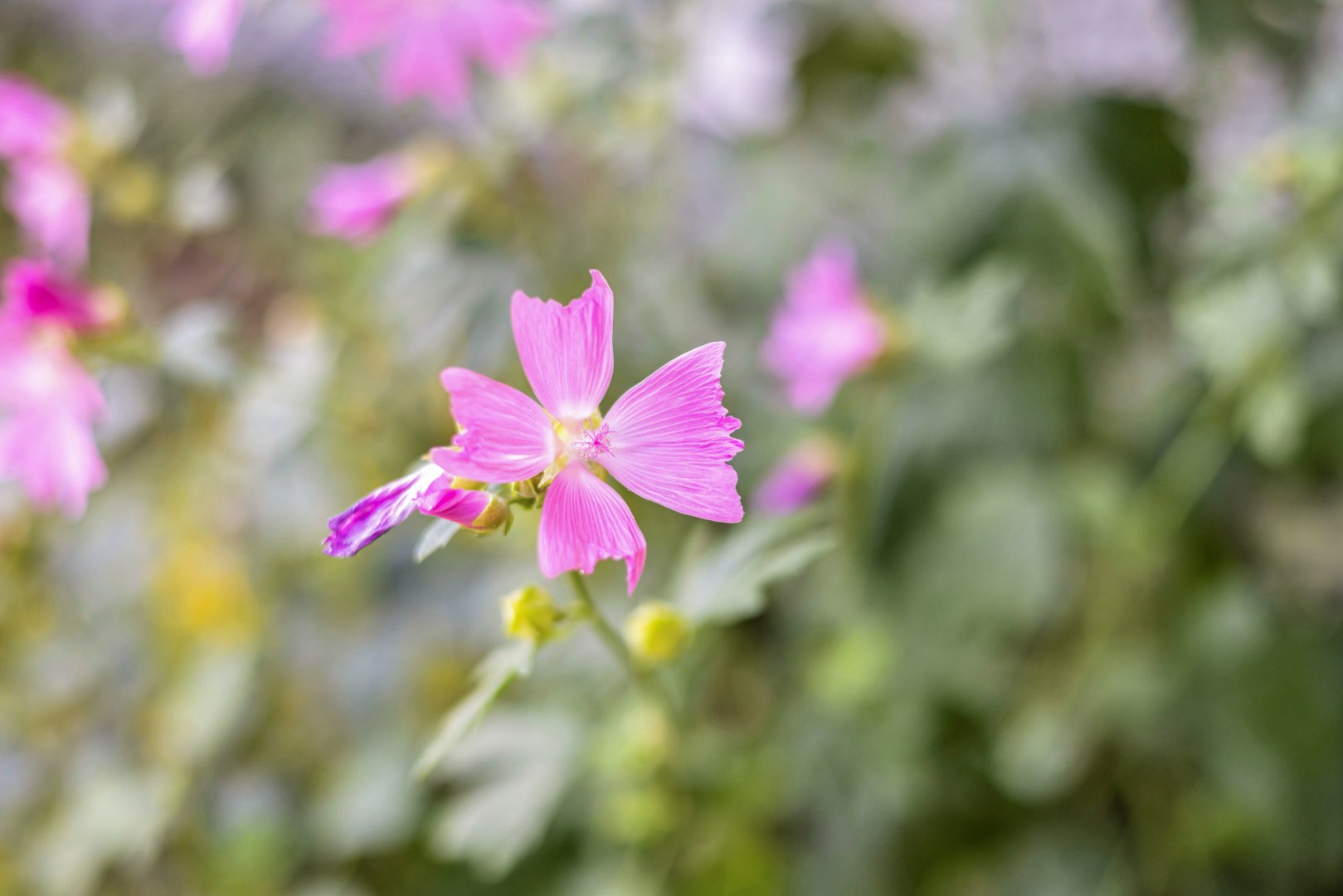 Bostadsbild från Hällbygatan 6, Såld i Luthagen, Uppsala