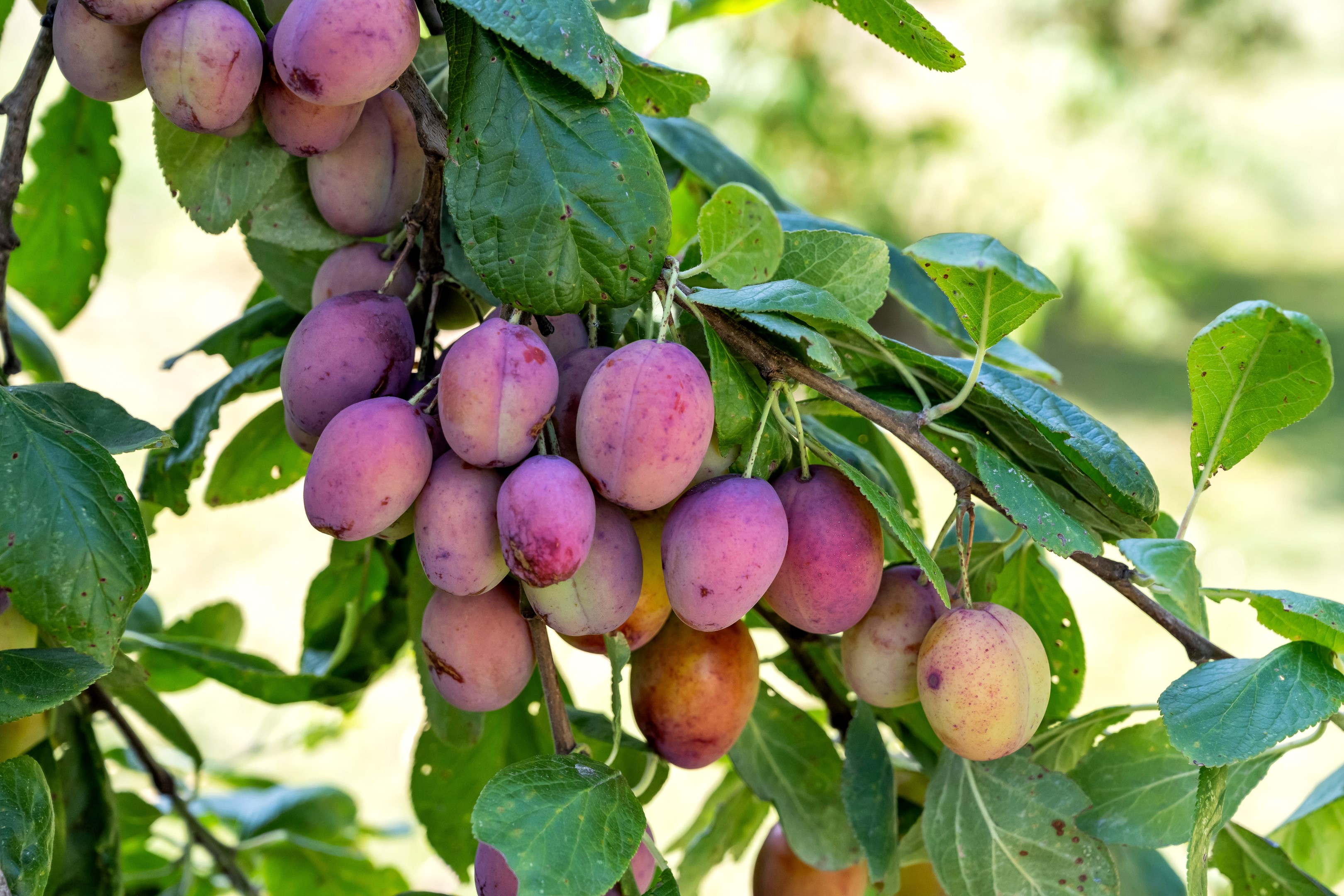 Bostadsbild från Ärentuna 184, Såld i Ärentuna, Uppsala