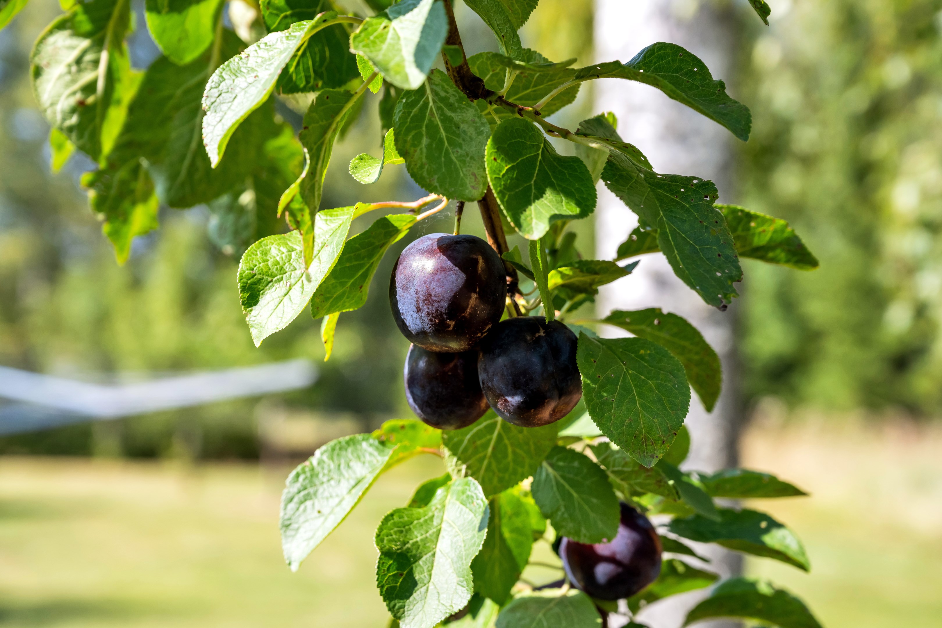 Bostadsbild från Ärentuna 184, Såld i Ärentuna, Uppsala