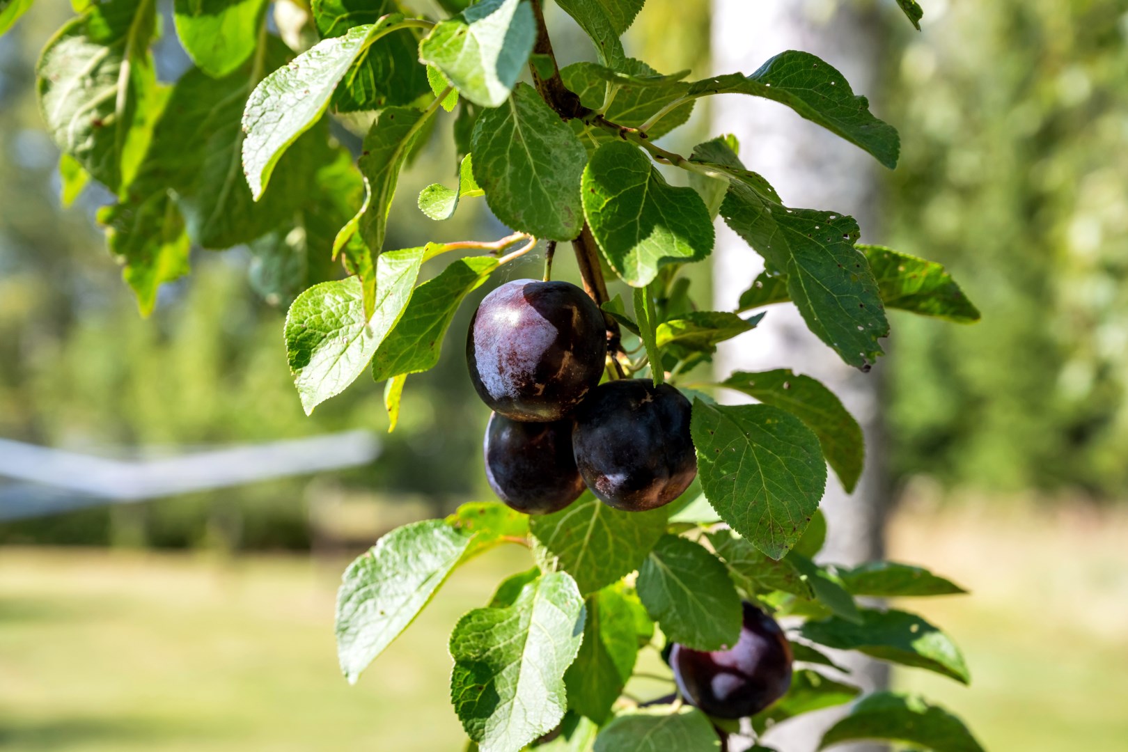 Bostadsbild från Ärentuna 184, Såld i Ärentuna, Uppsala