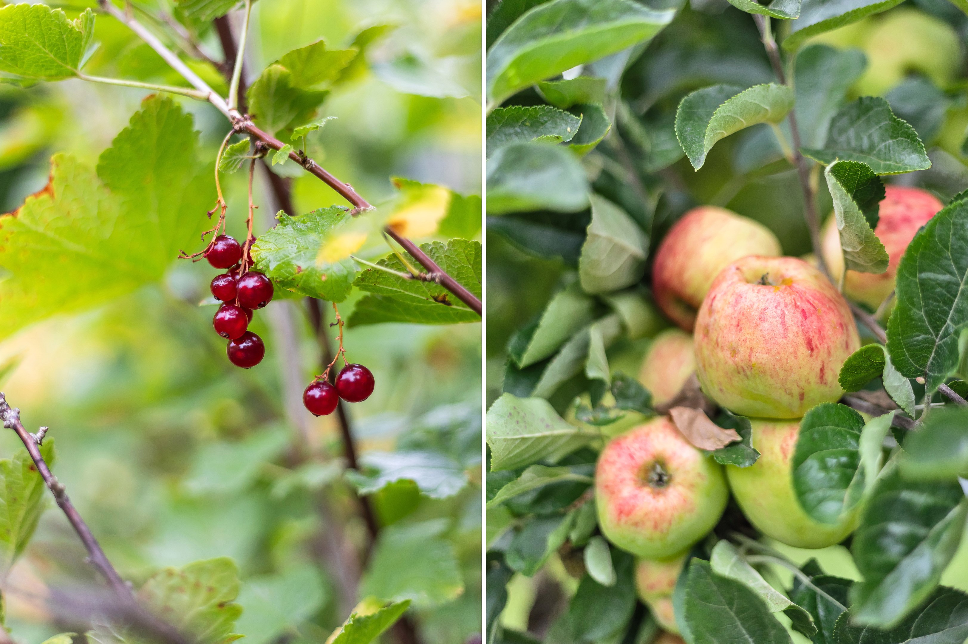 Bostadsbild från Karlsrogatan 40, Såld i Kungsgärdet / Kåbo, Uppsala
